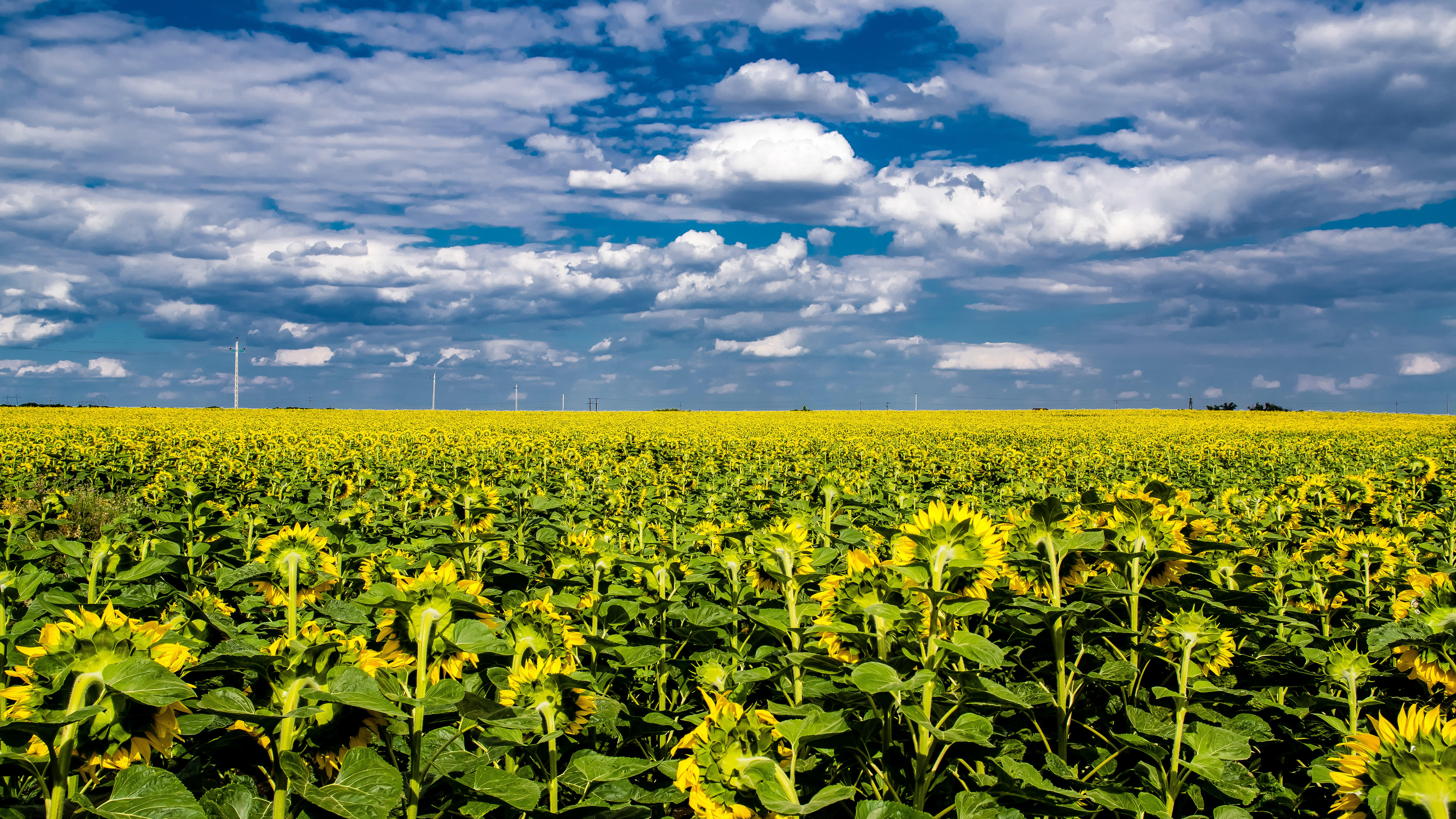 Wallpapers landscape field many sunflowers on the desktop