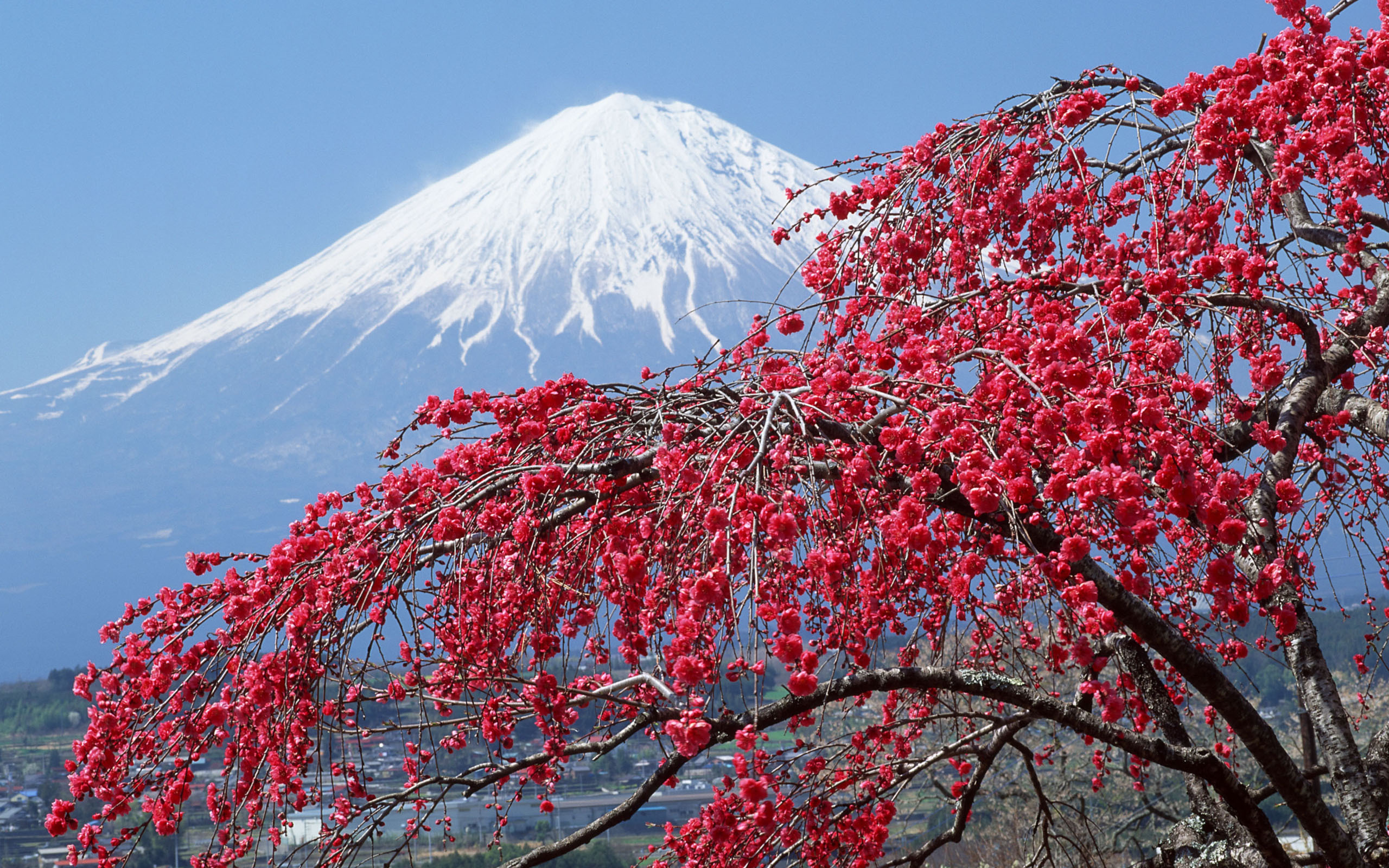 Free photo Red leaves on a tree