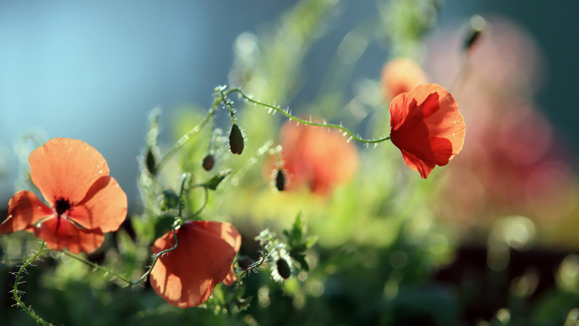 Wallpapers flowers red spikes on the desktop