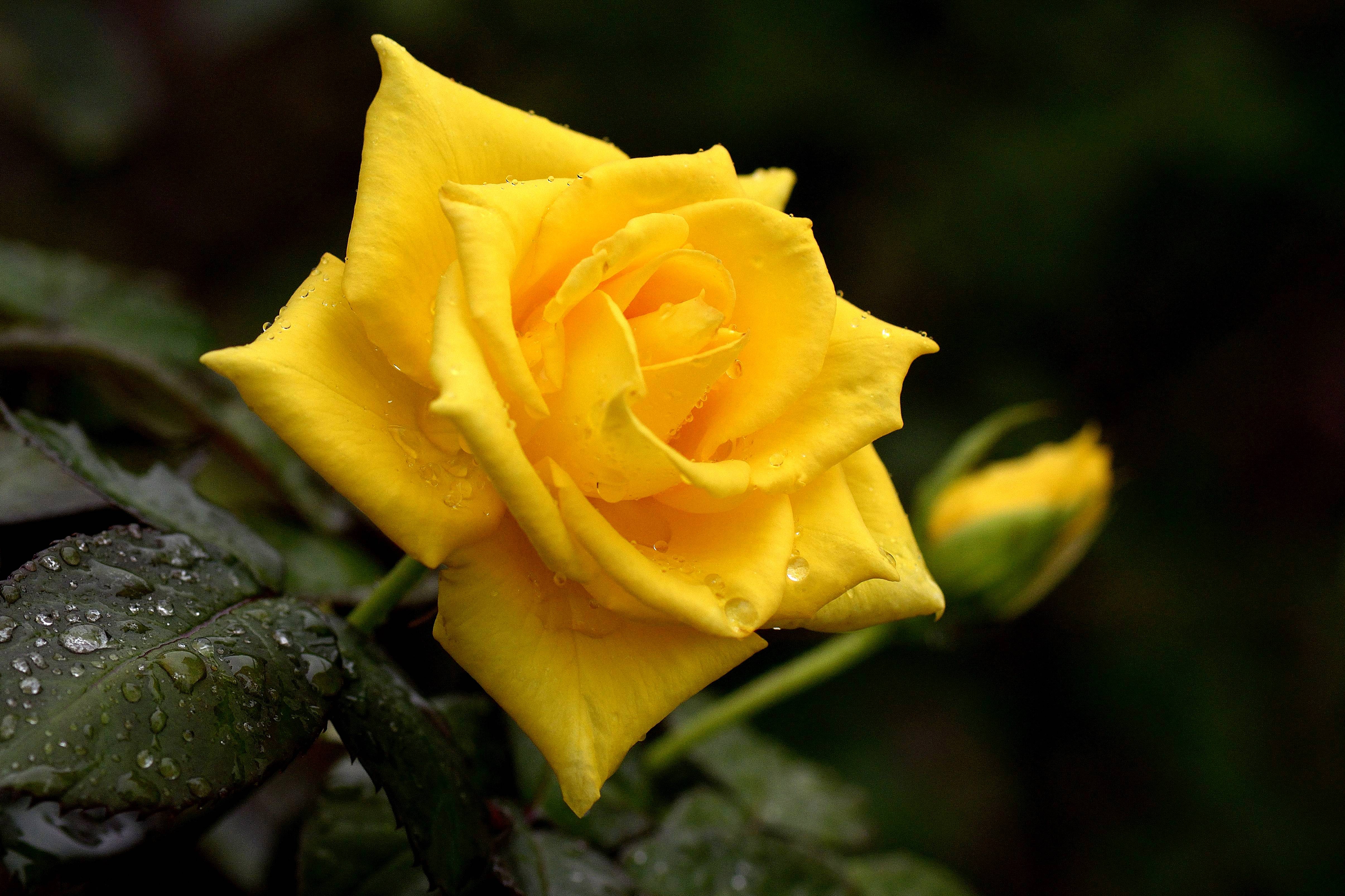 Wallpapers yellow rose flora rose on the desktop