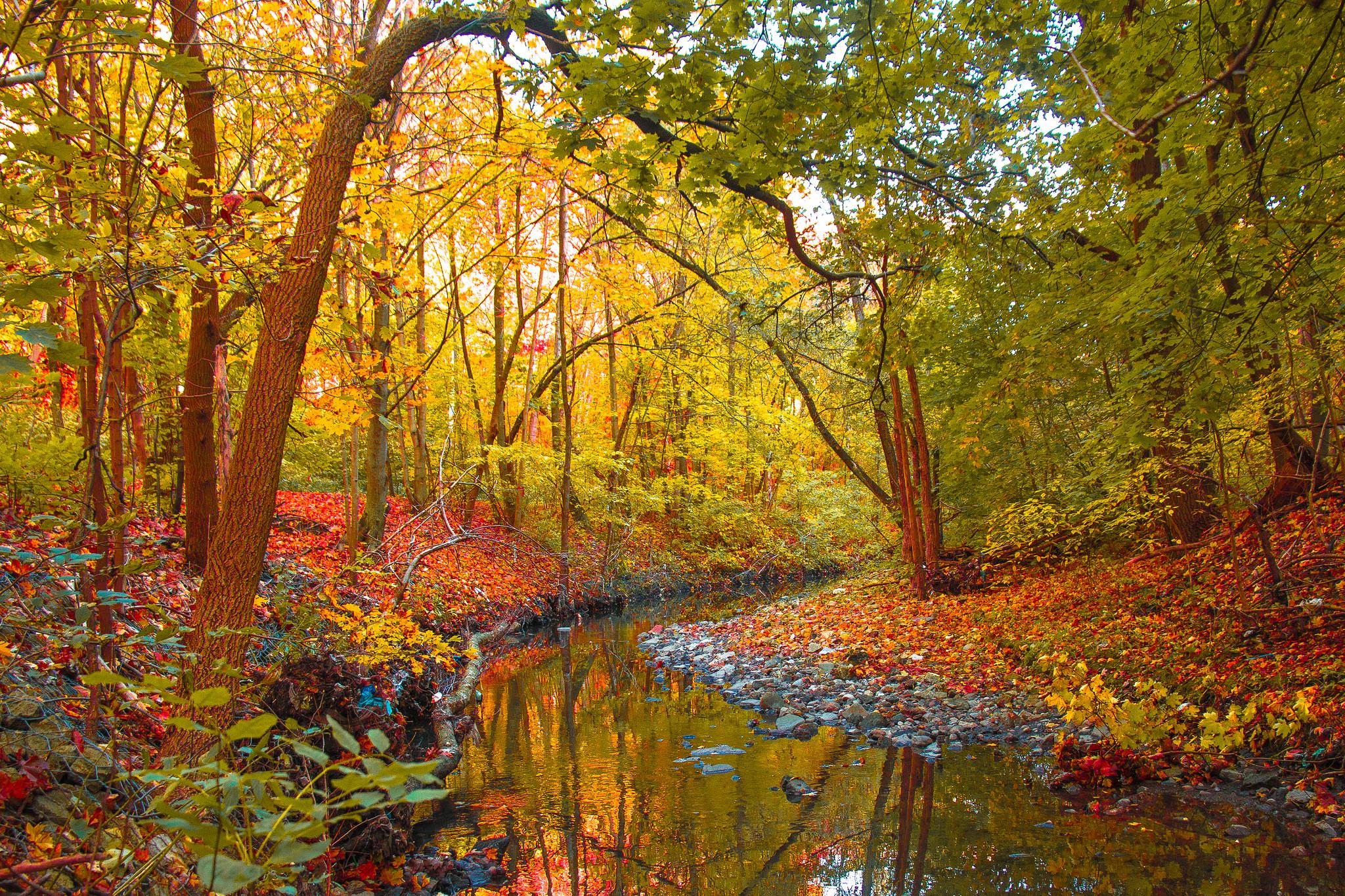 Wallpapers creek river in the forest trees on the desktop