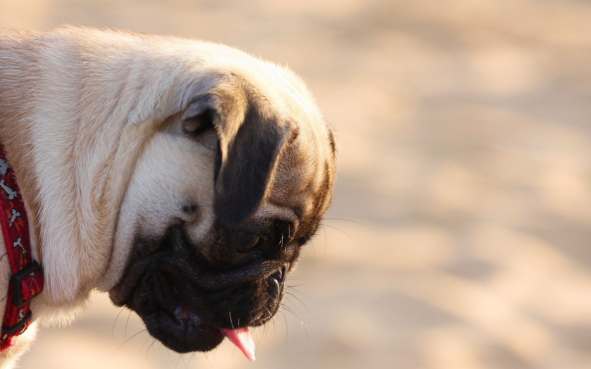 Wallpapers dogs tongue puppy on the desktop