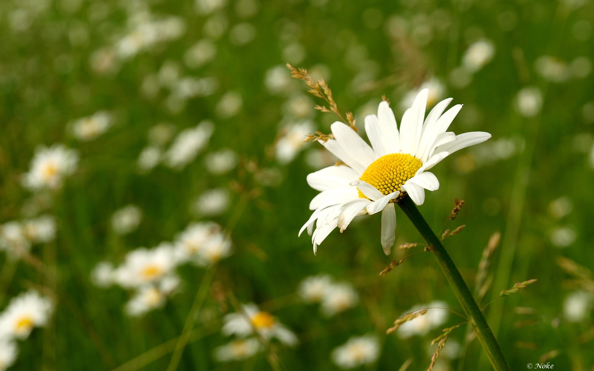 Wallpapers daisy field meadow on the desktop