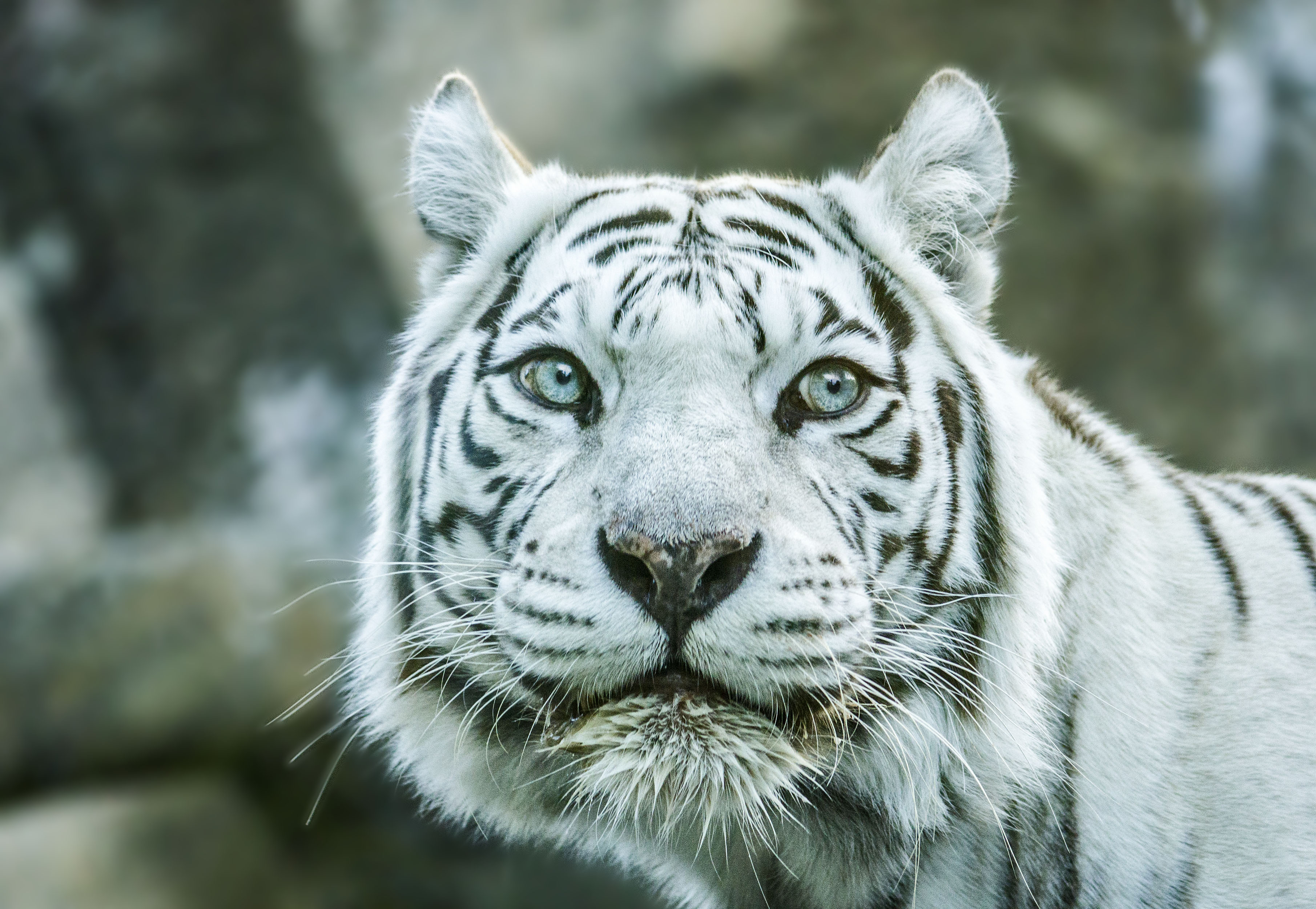 Wallpapers tiger white Bengali on the desktop