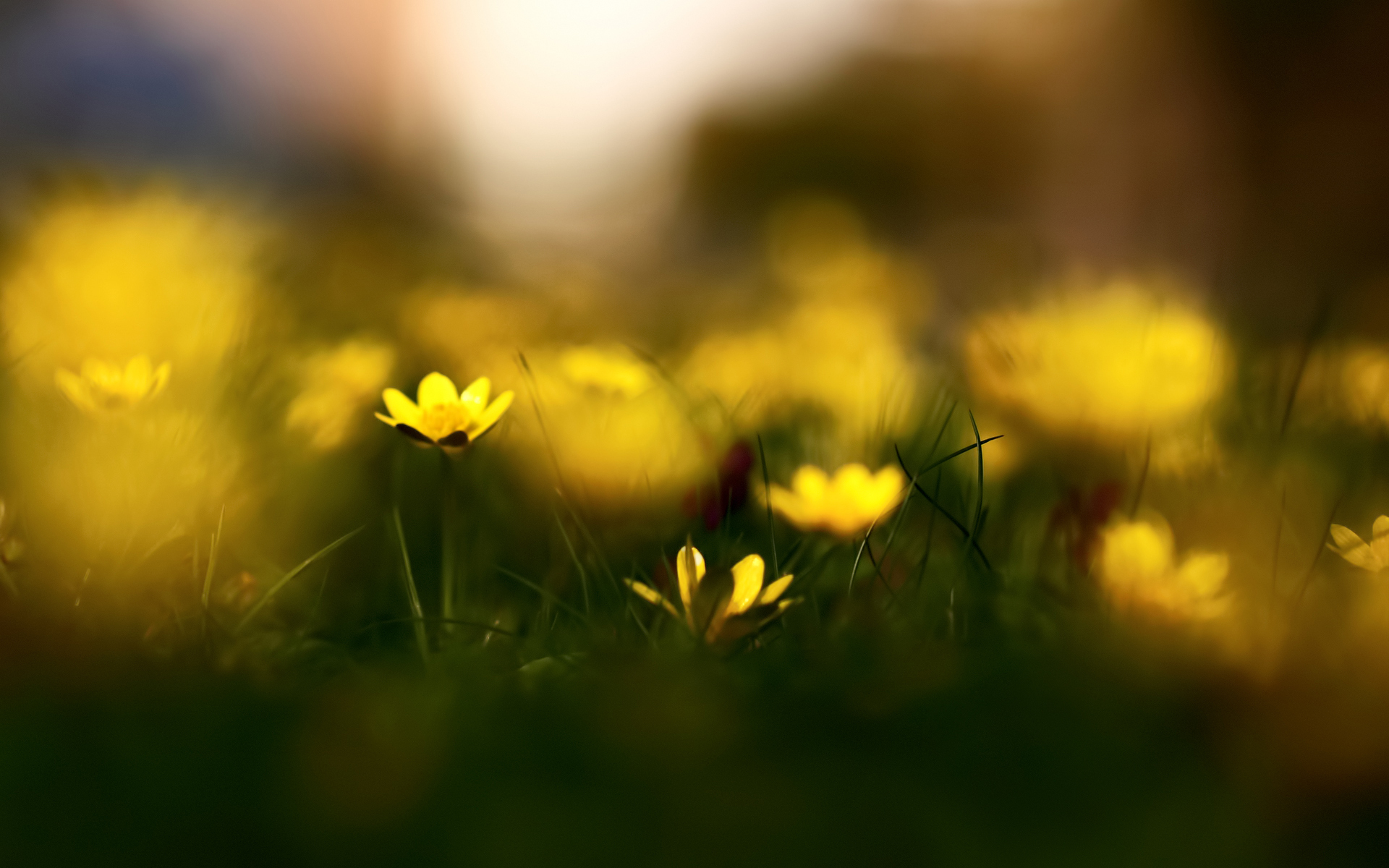 Wallpapers grass spring flowers on the desktop