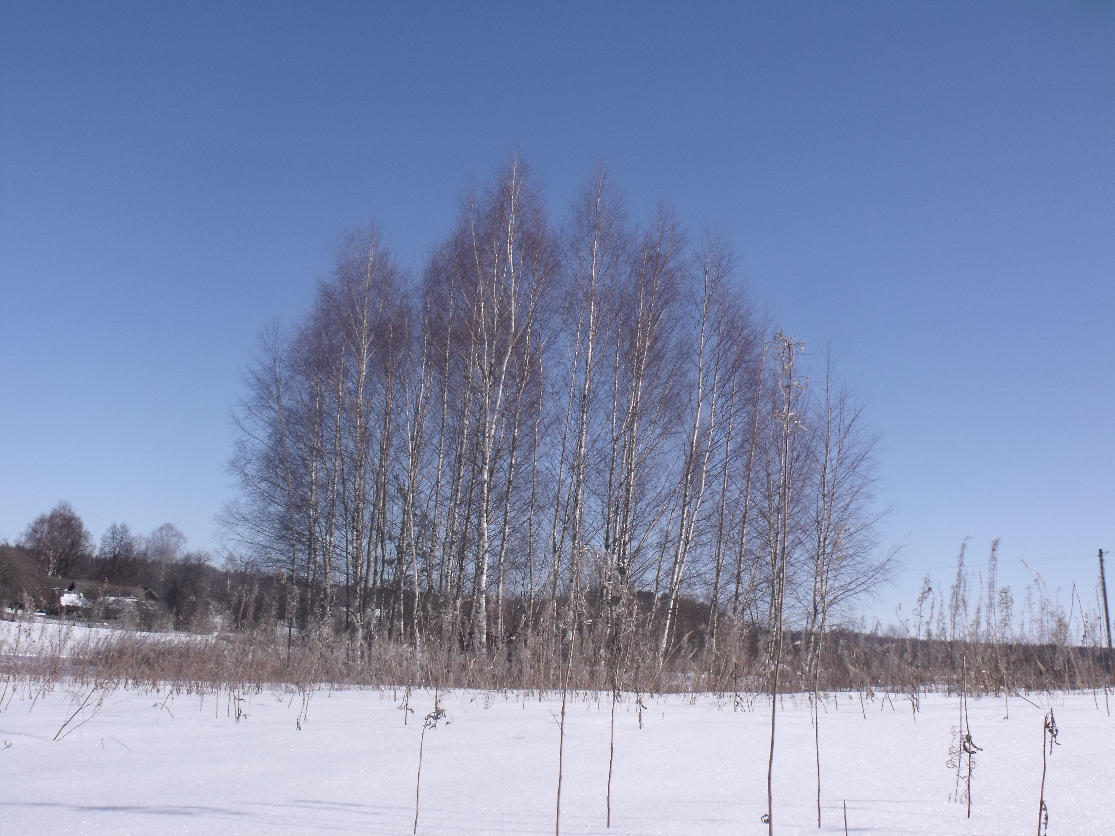 Wallpapers trees birch winter on the desktop