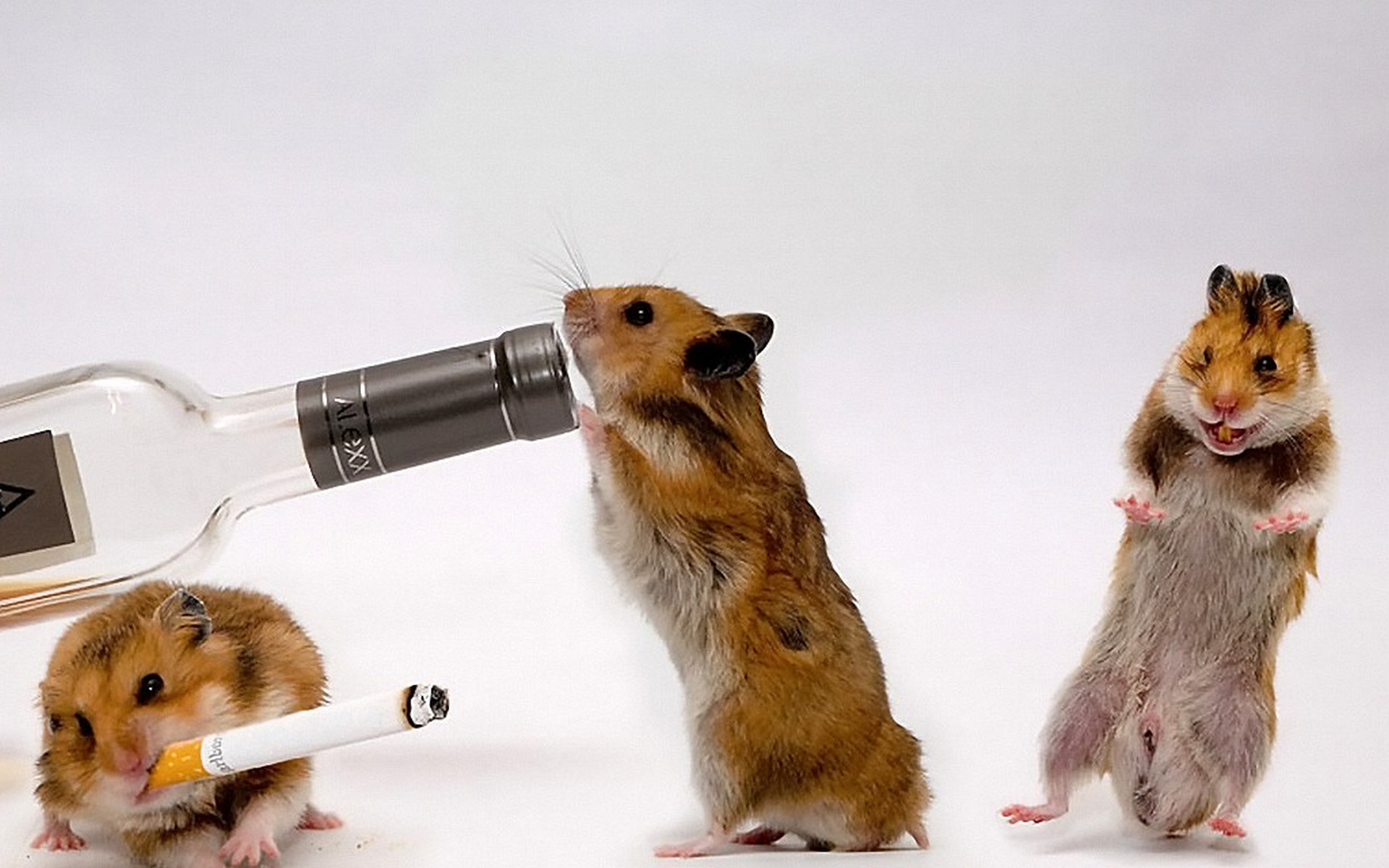 Wallpapers hamsters dance bottle on the desktop