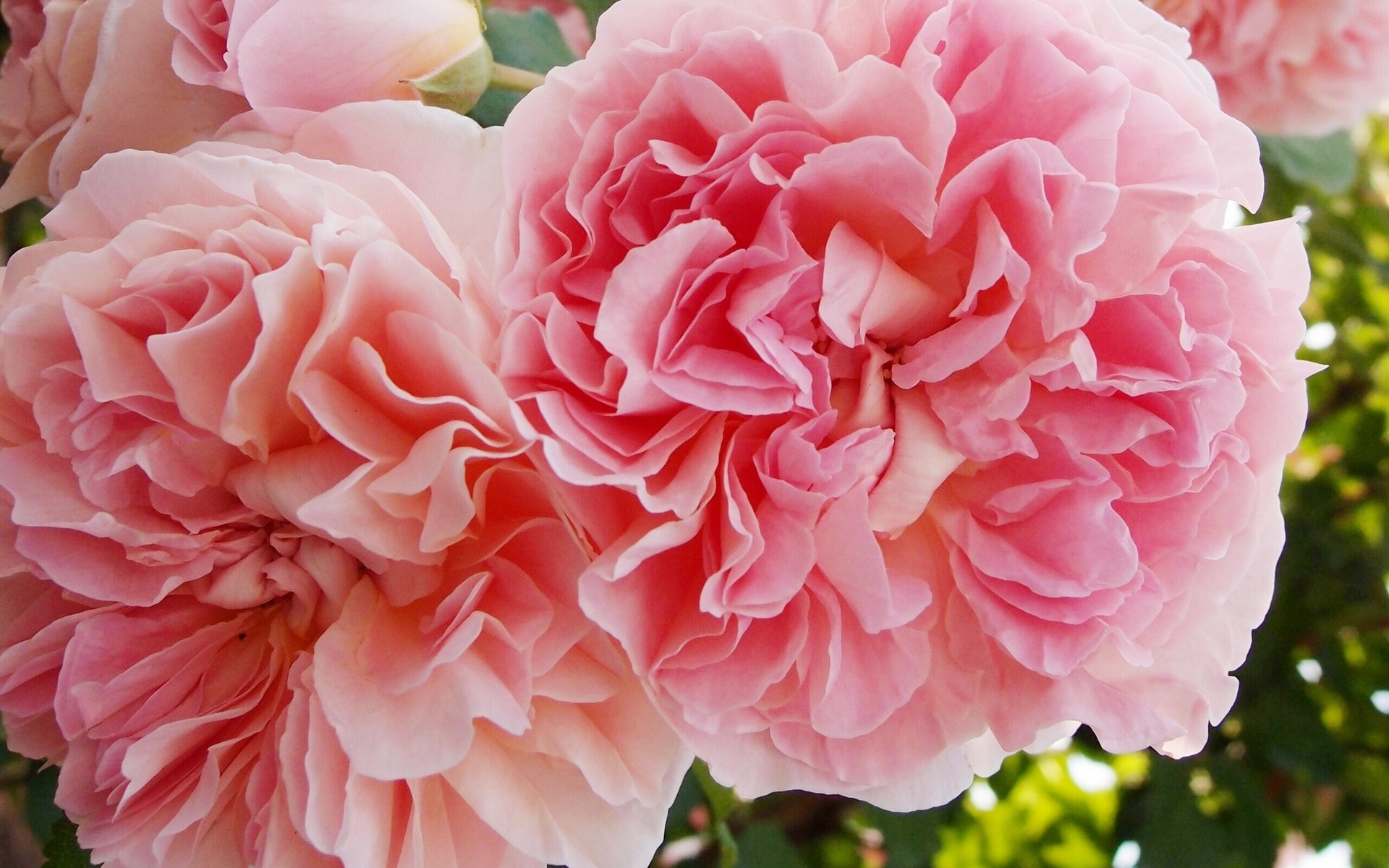 Wallpapers peonies petals buds on the desktop