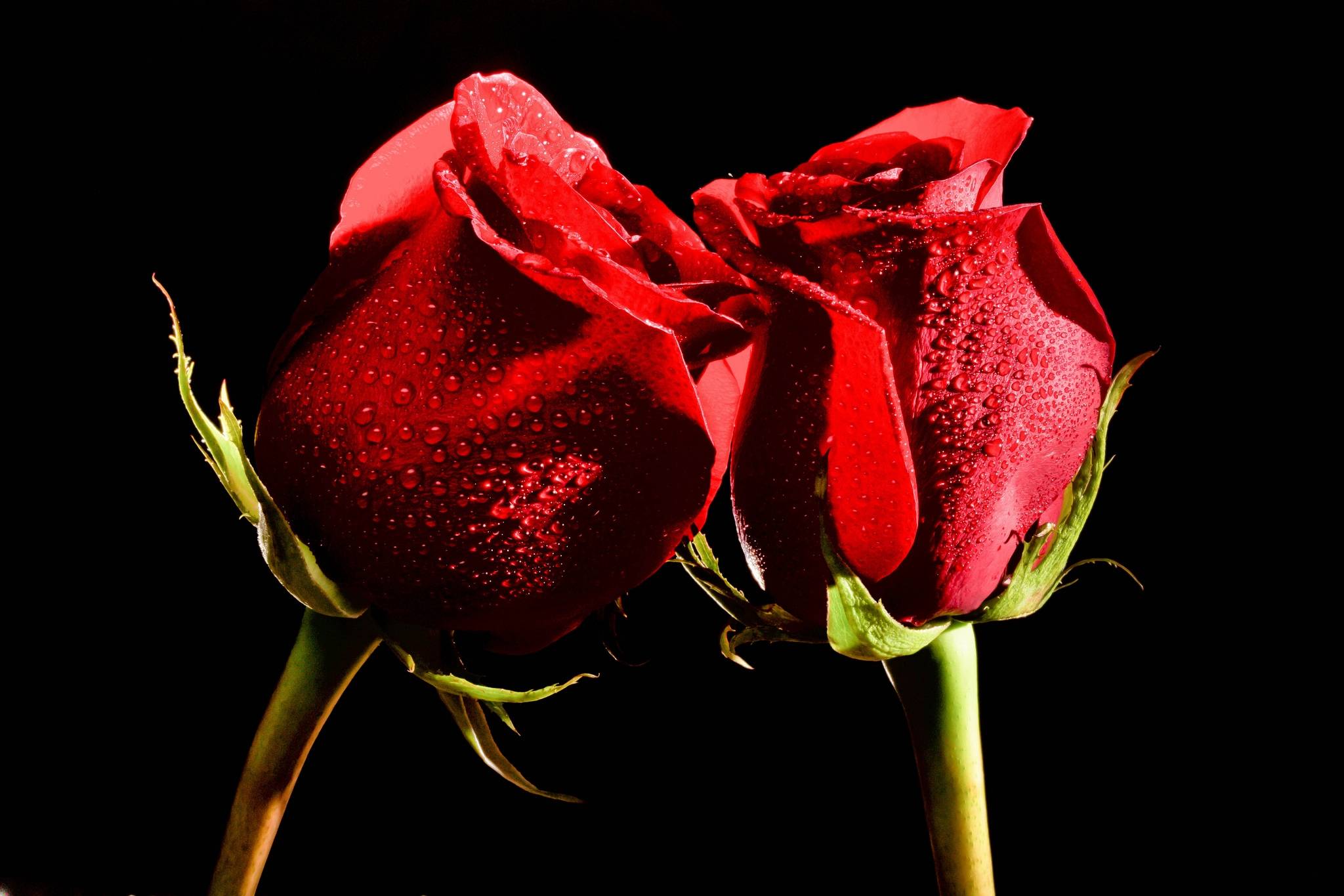 桌面上的壁纸露珠 红玫瑰 玫瑰