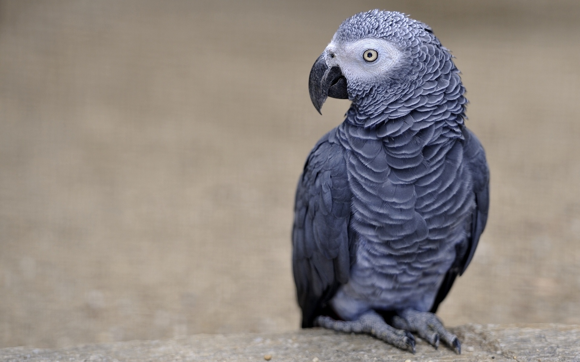 Wallpapers parrot eyes beak on the desktop