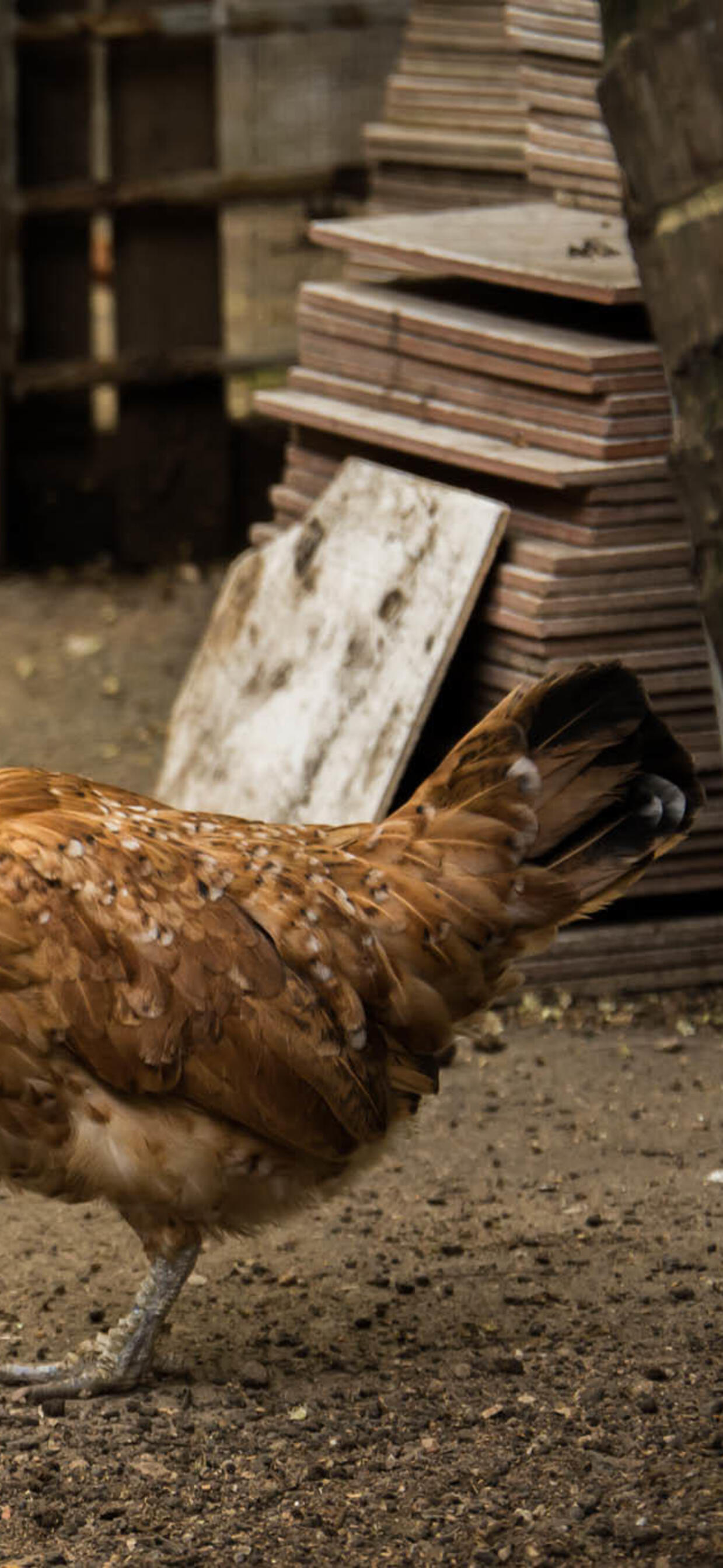 Курица и петух фото птицы Курица и петух фото птицы