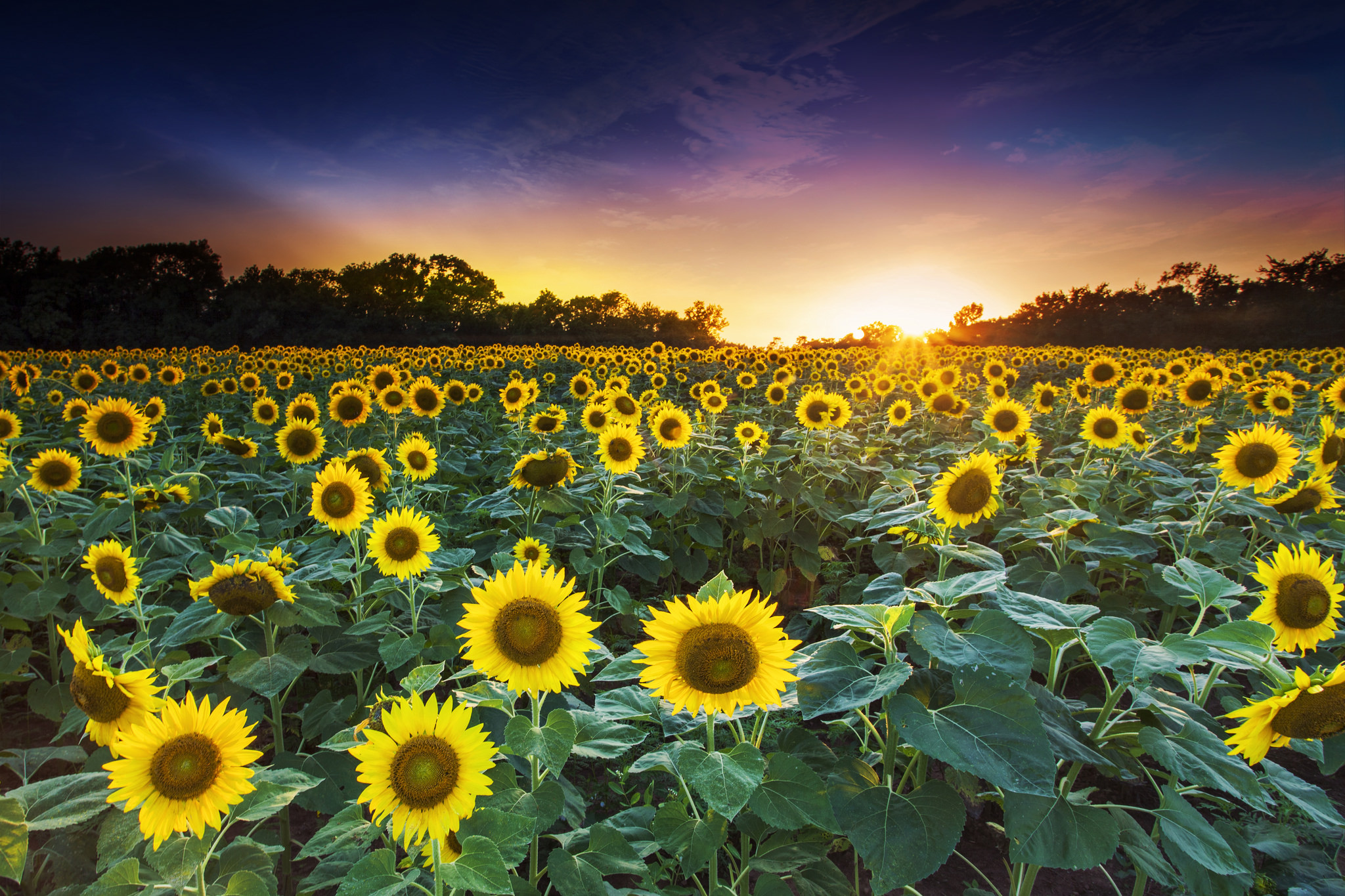 Wallpapers landscape many sunflowers sunflower on the desktop