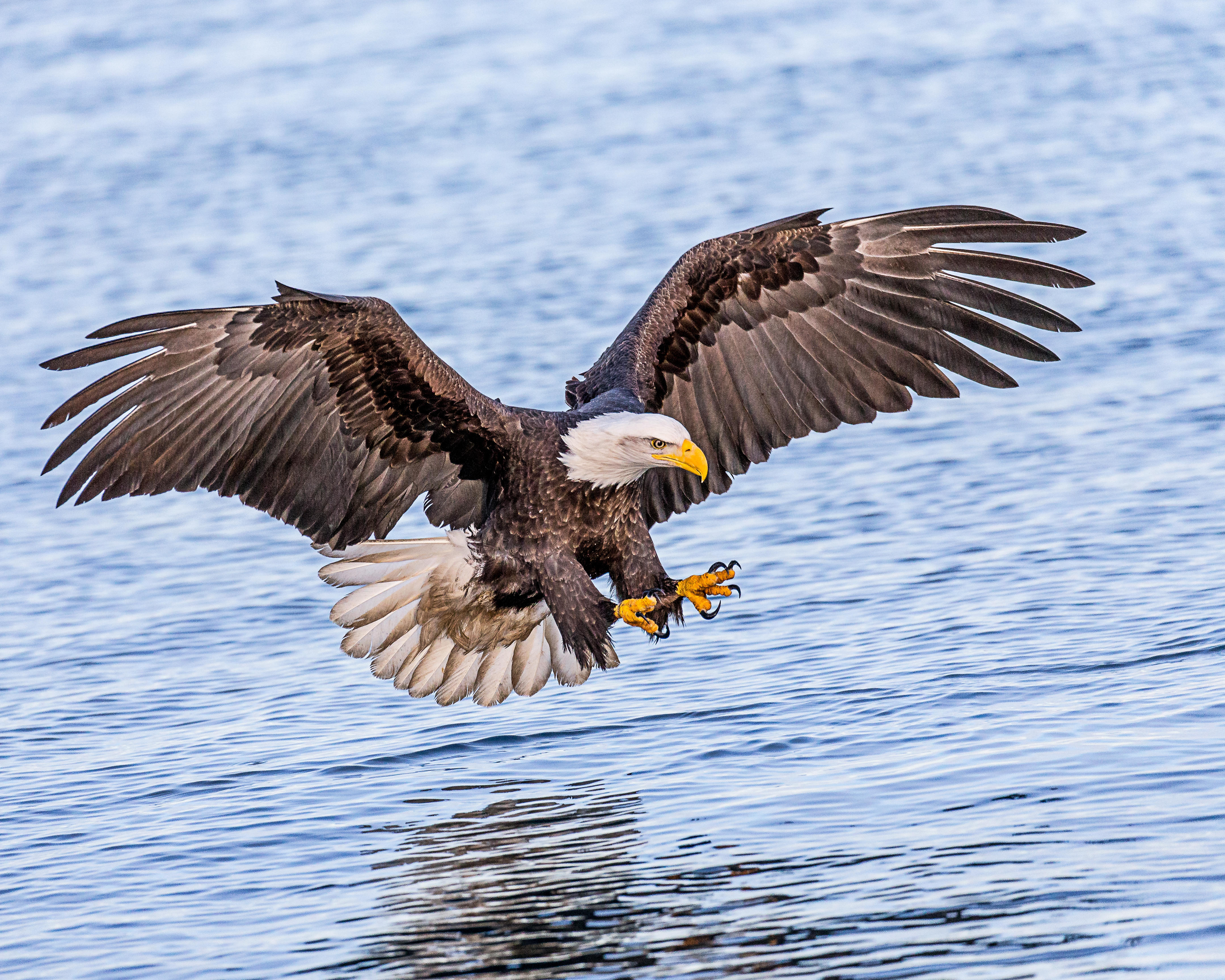 Free photo A photo of the bird, the bald eagle, in good quality