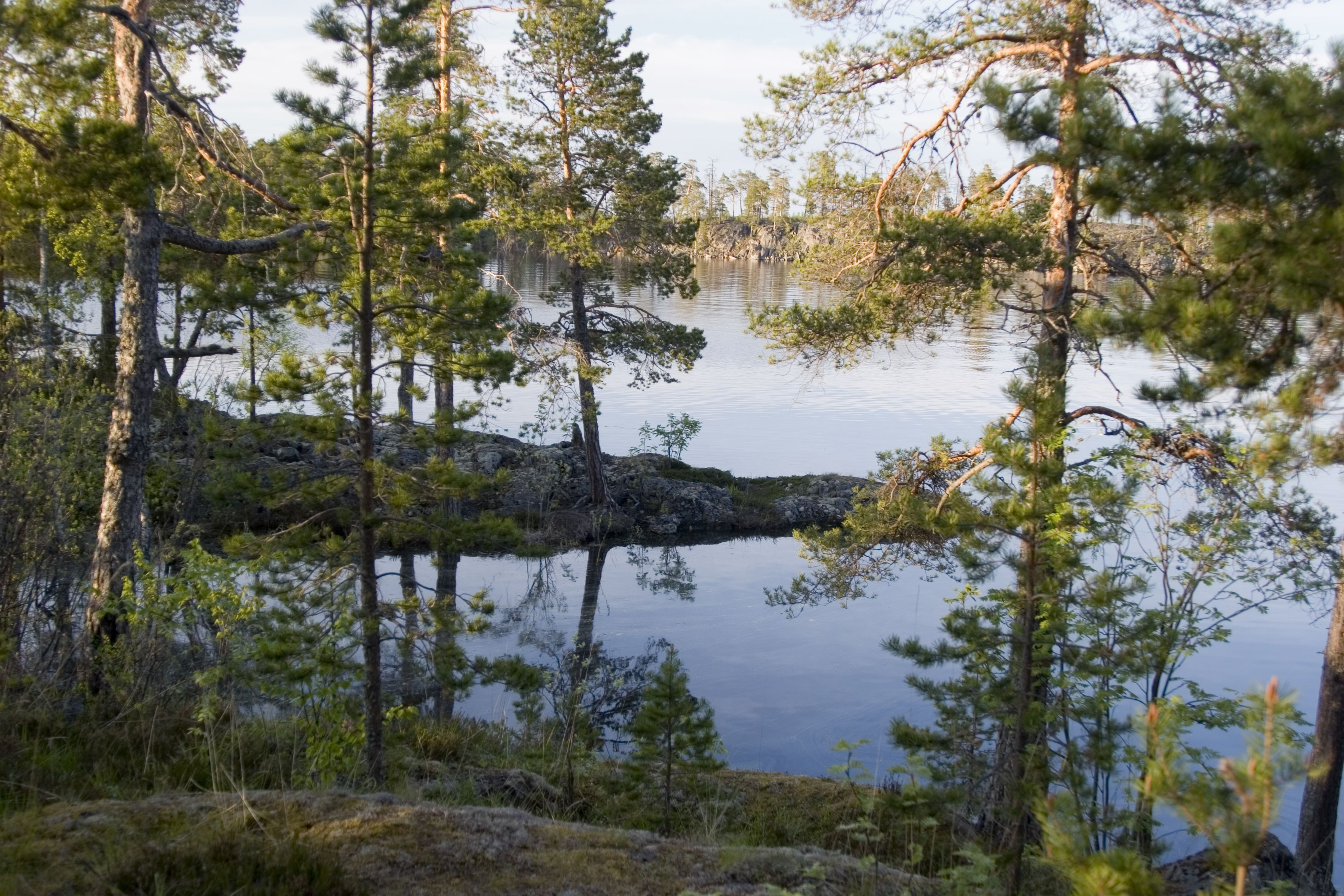 Wallpapers Karelia lake trees on the desktop