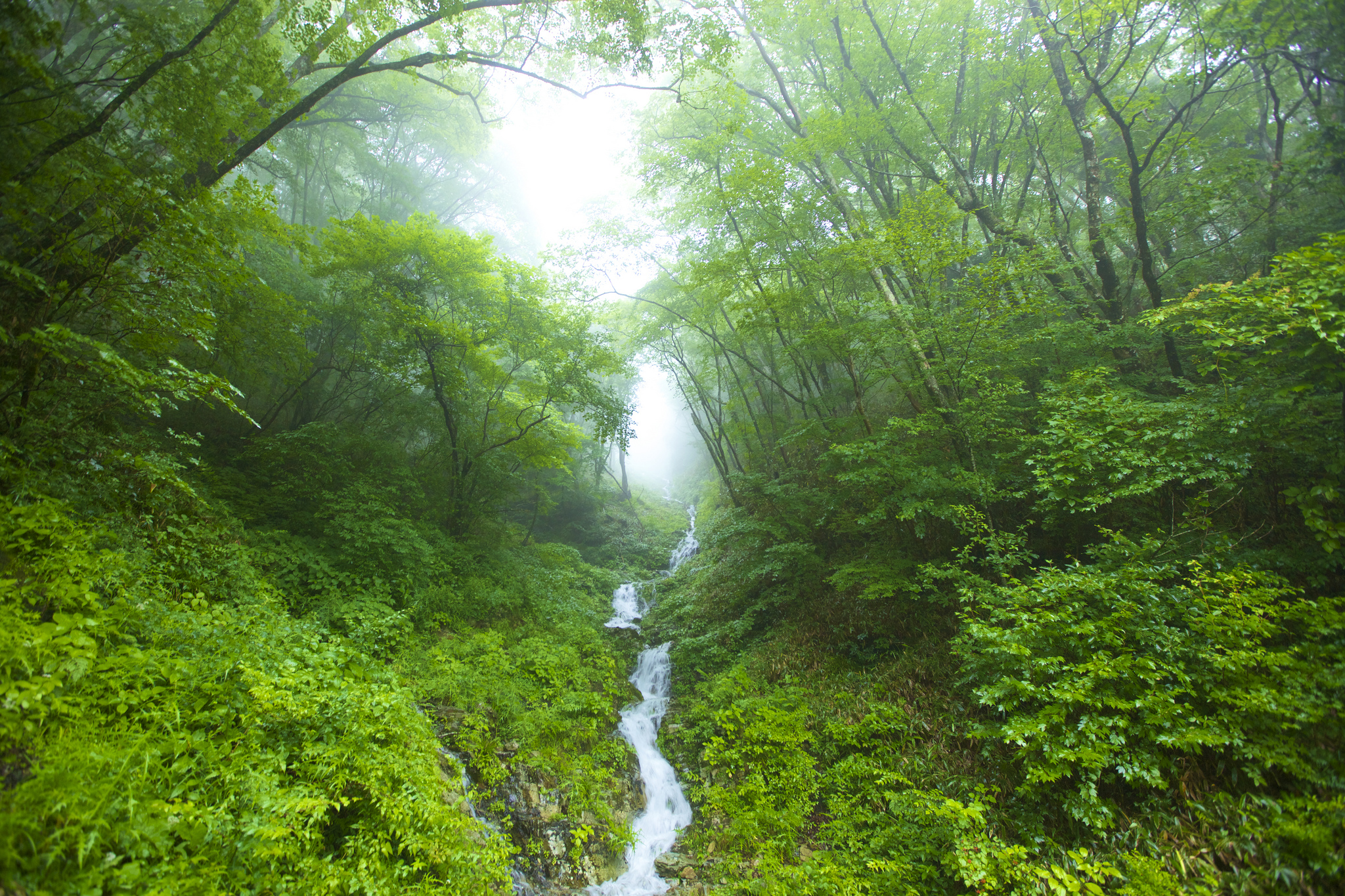 Wallpapers forest fog green foliage on the desktop