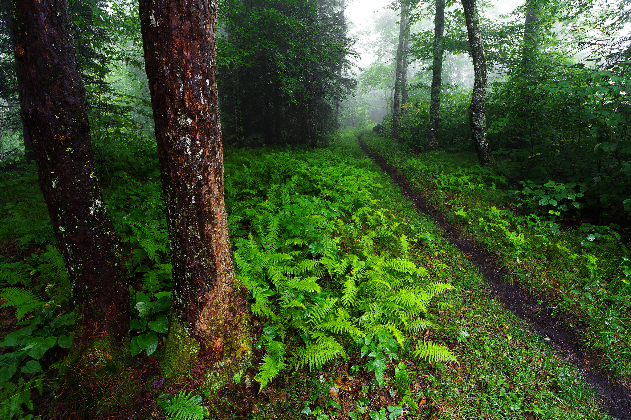 Wallpapers Great Smoky Mountains National Park forest trees on the desktop