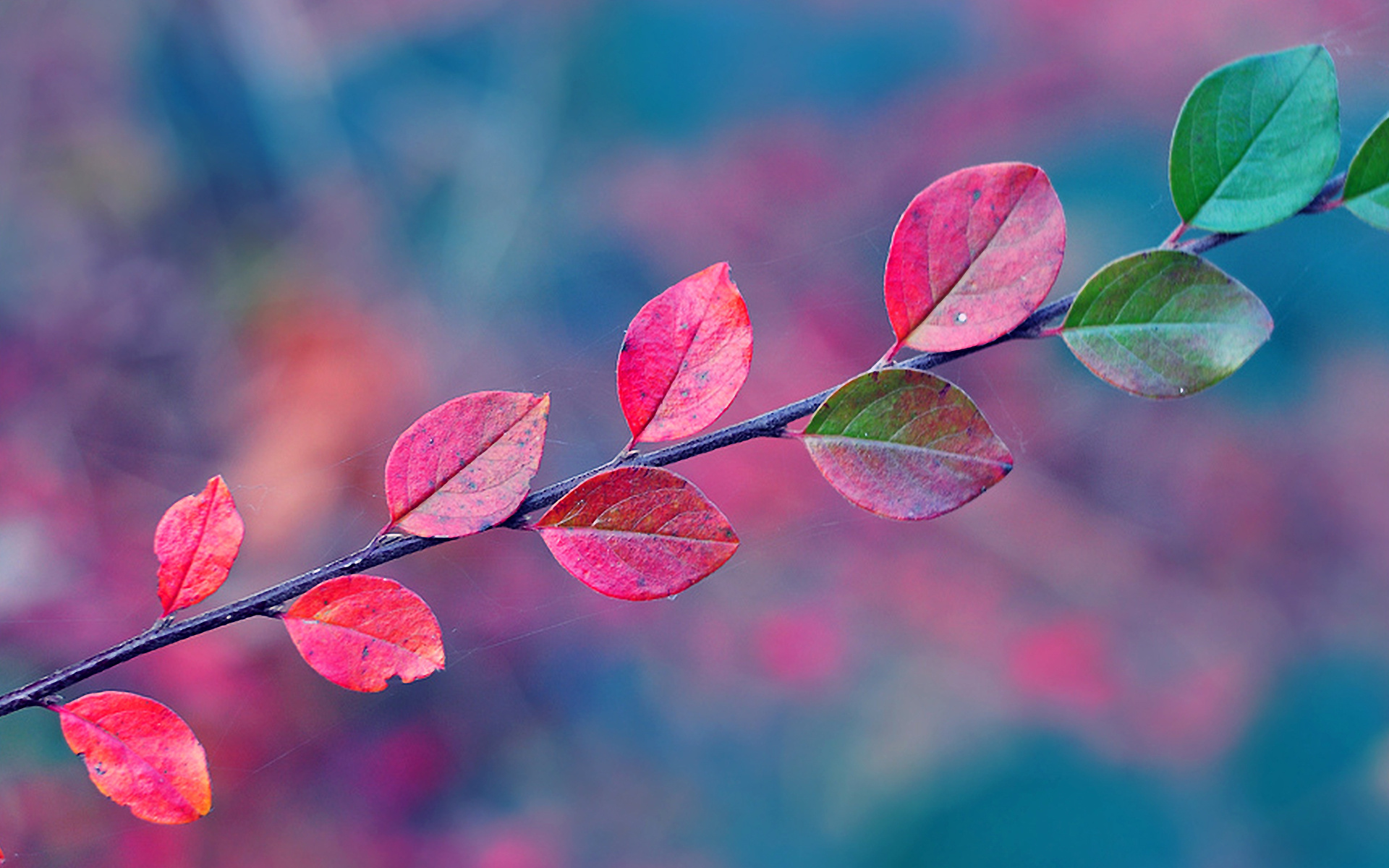 免费照片树枝上的叶子顺利变色