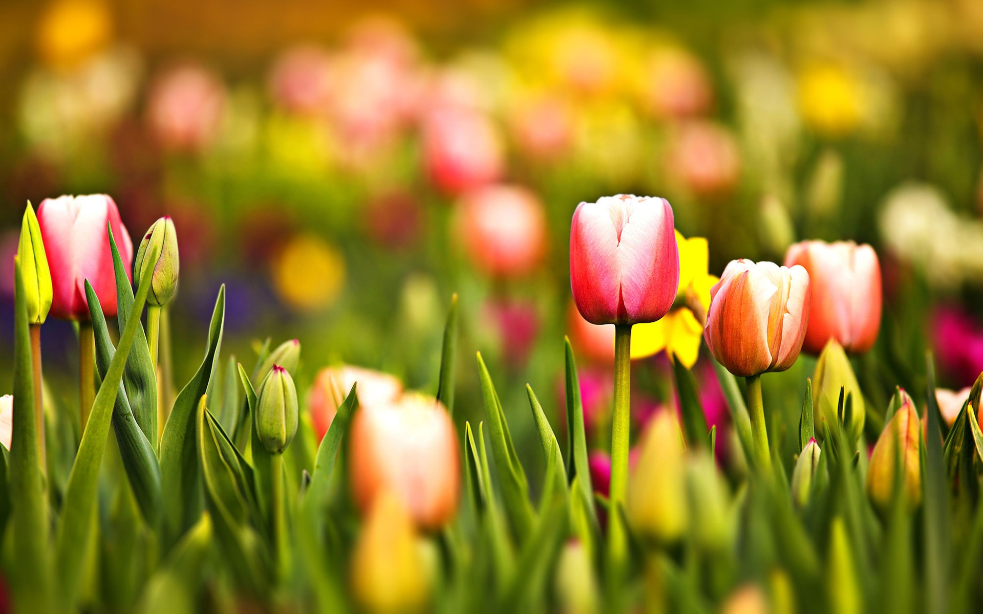 Wallpapers flowerbed tulips buds on the desktop