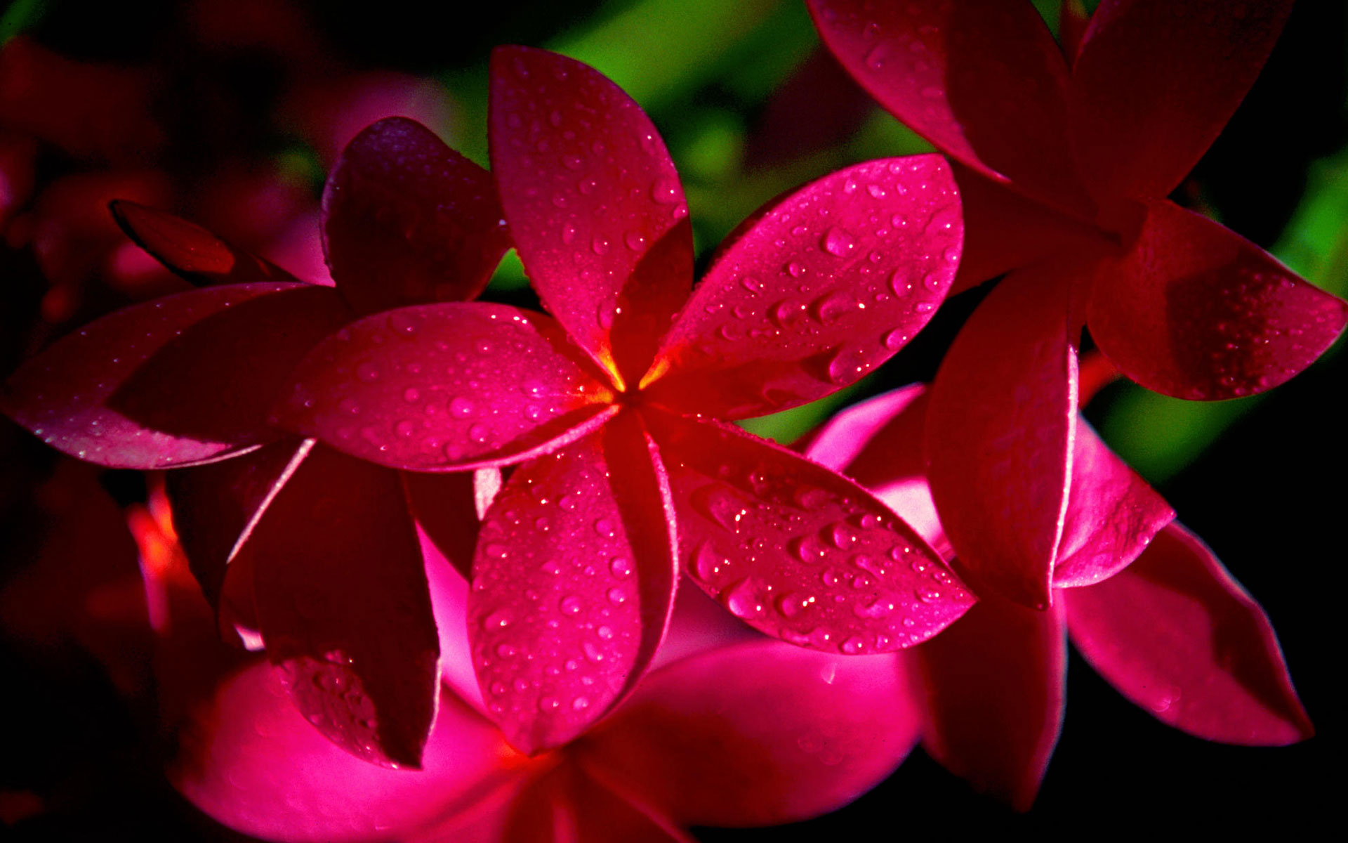 桌面上的壁纸鲜花 花 夏季