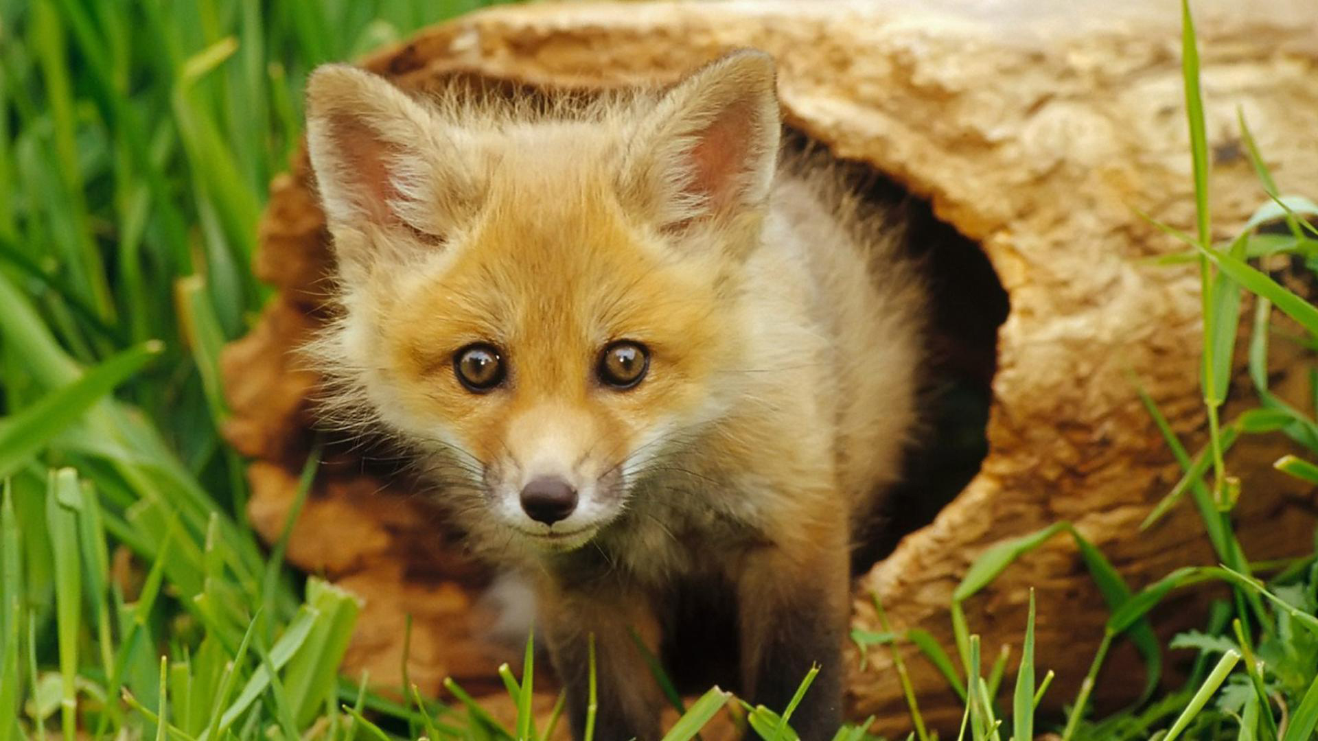 一只小狐狸从洞里爬出来。
