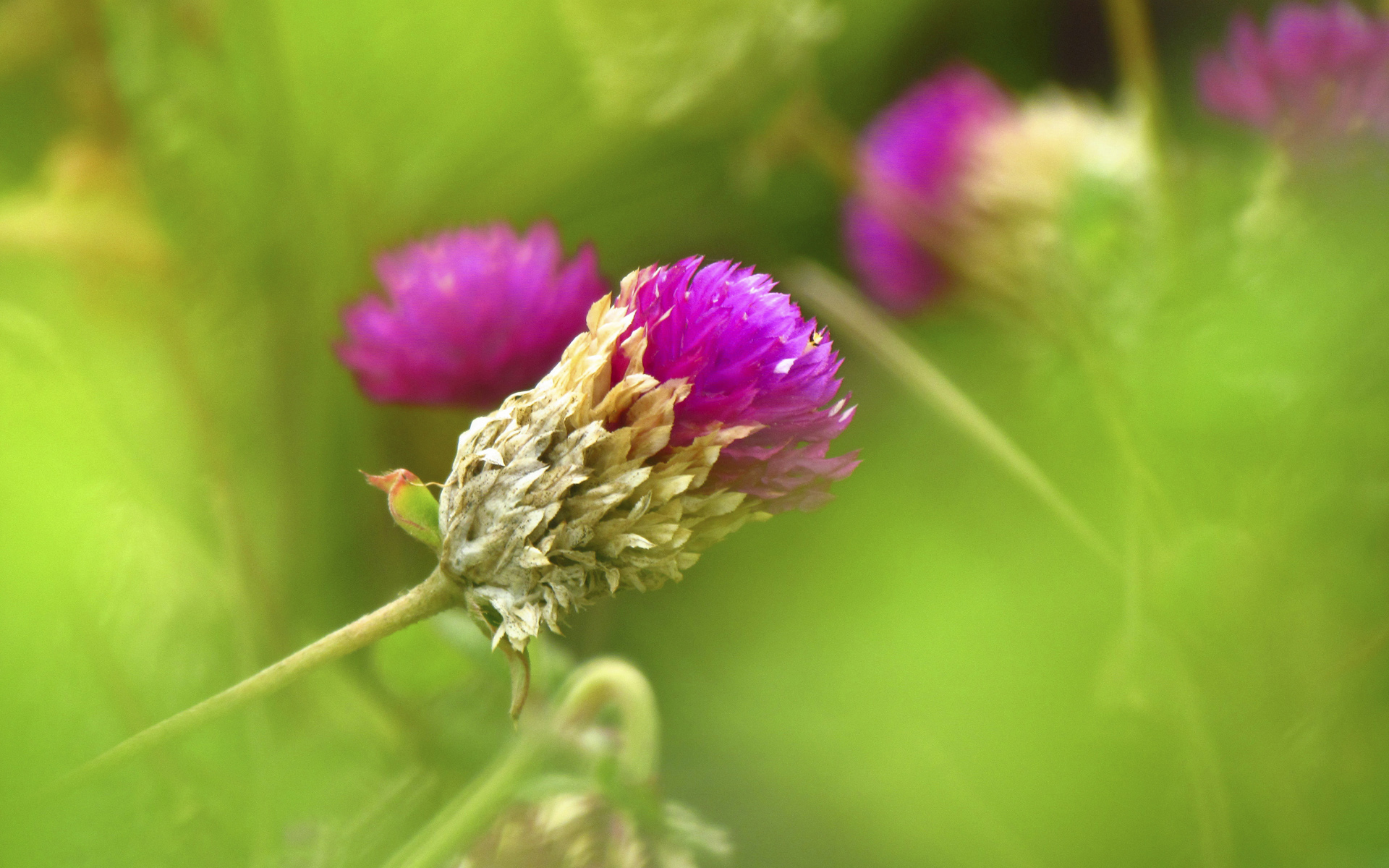 Wallpapers clover greens grass on the desktop