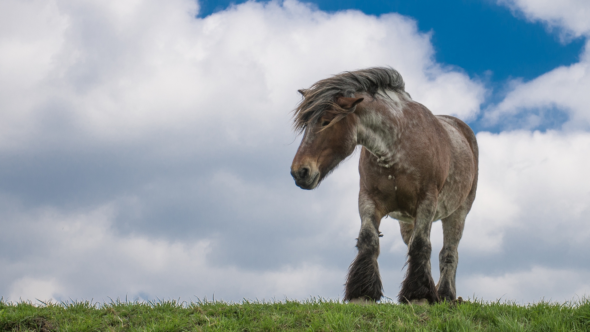 Wallpapers horse heavy truck mane on the desktop