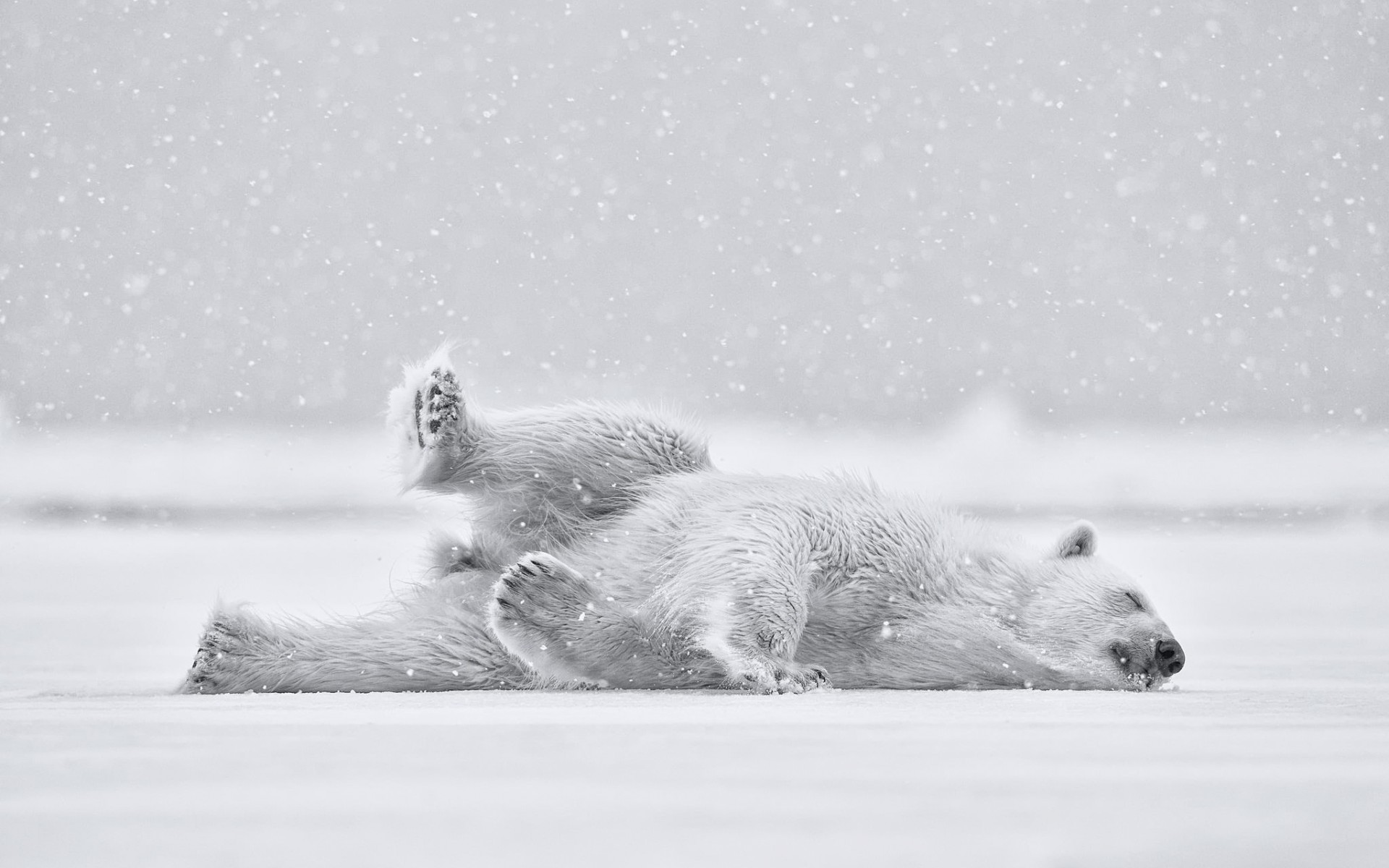 Wallpapers bear white polar on the desktop