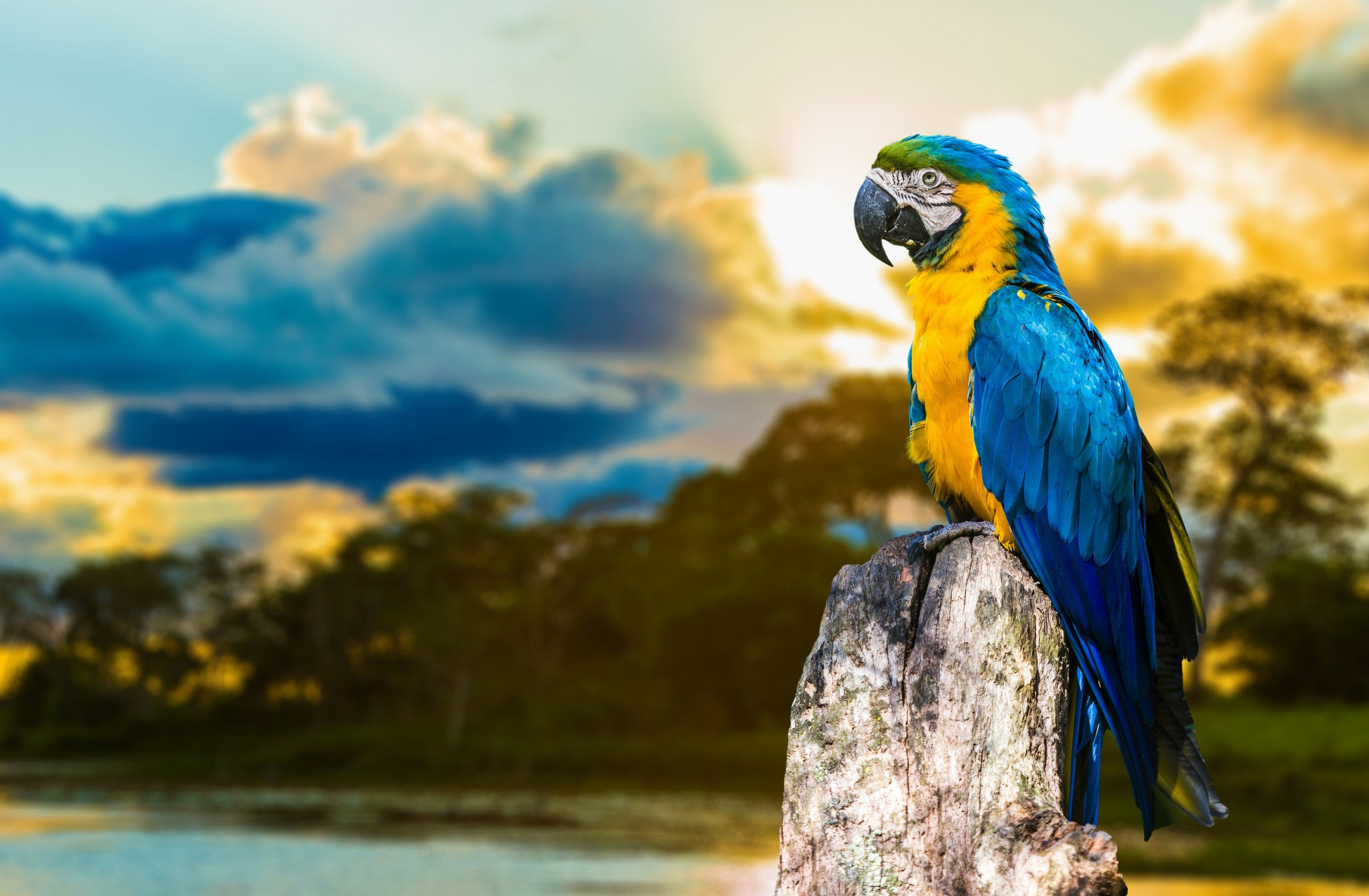 Wallpapers parrot yellow blue beak on the desktop