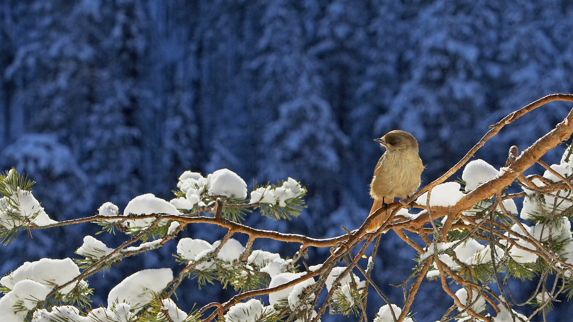 Wallpapers bird pine snow on the desktop