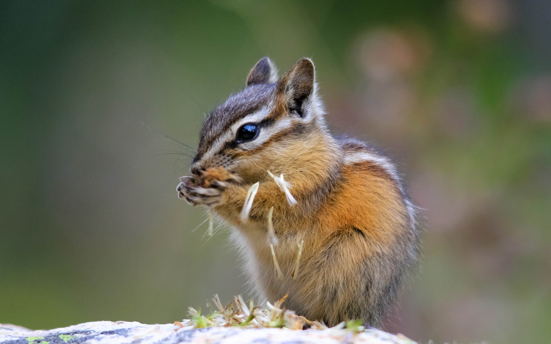 Wallpapers rodent hamster squirrel on the desktop