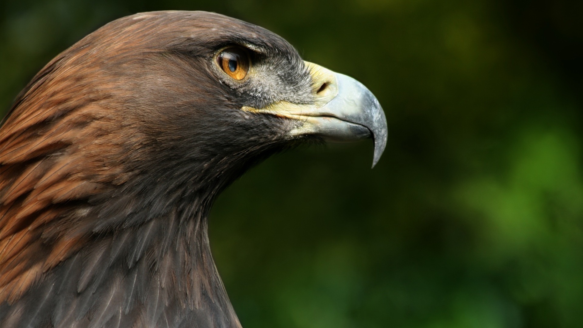 Wallpapers beak eye feathers on the desktop