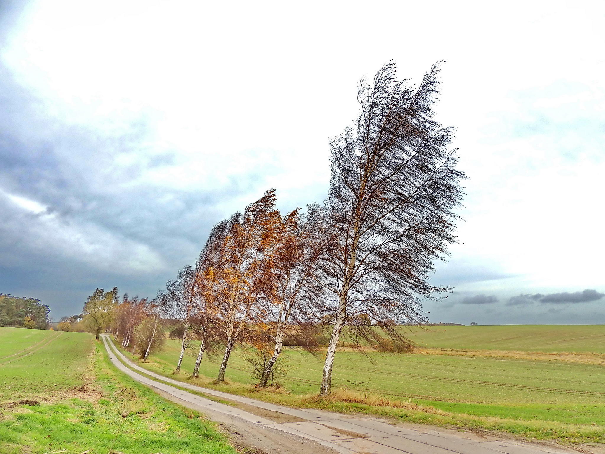 Wallpapers landscape wind field on the desktop