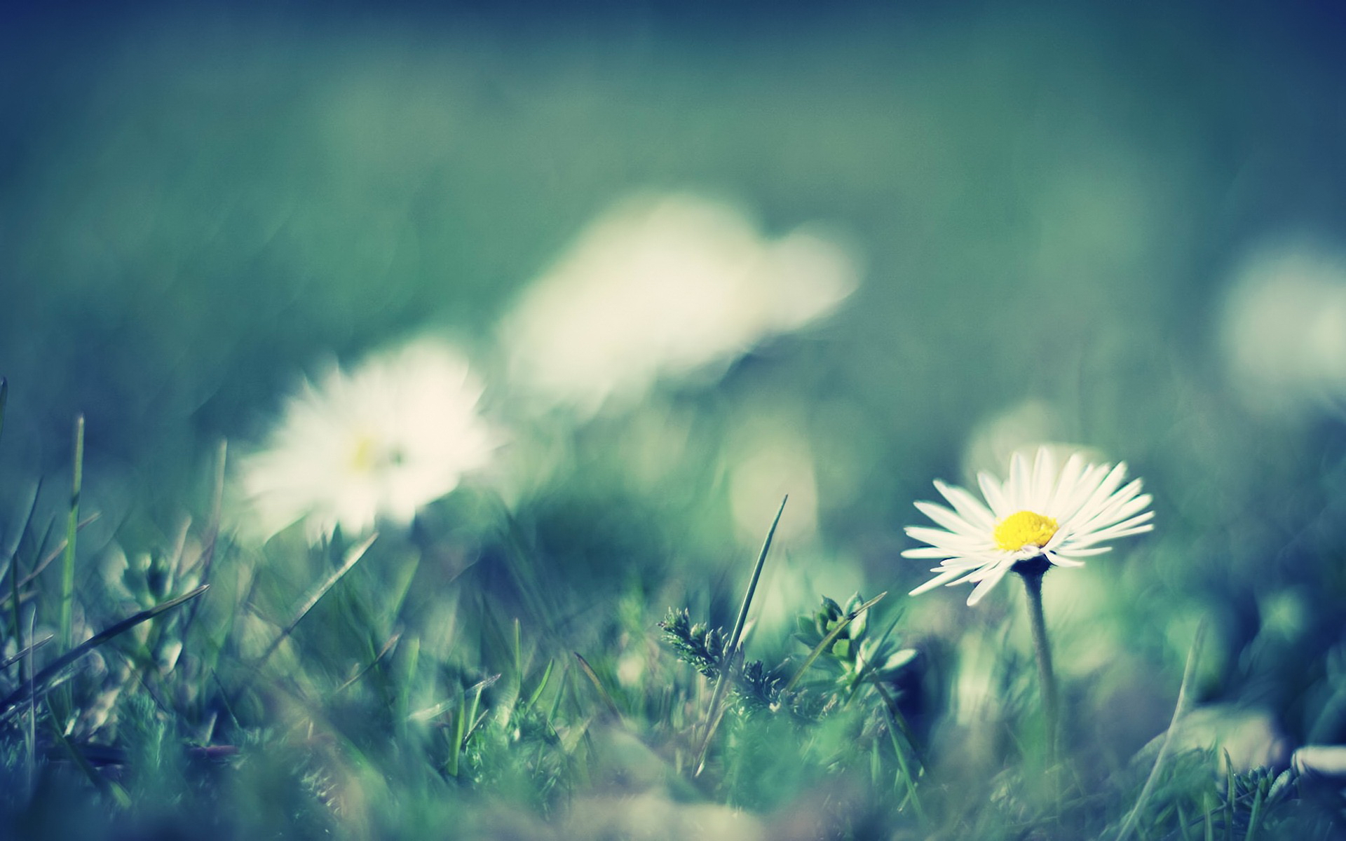 Wallpapers daisies greens grass on the desktop