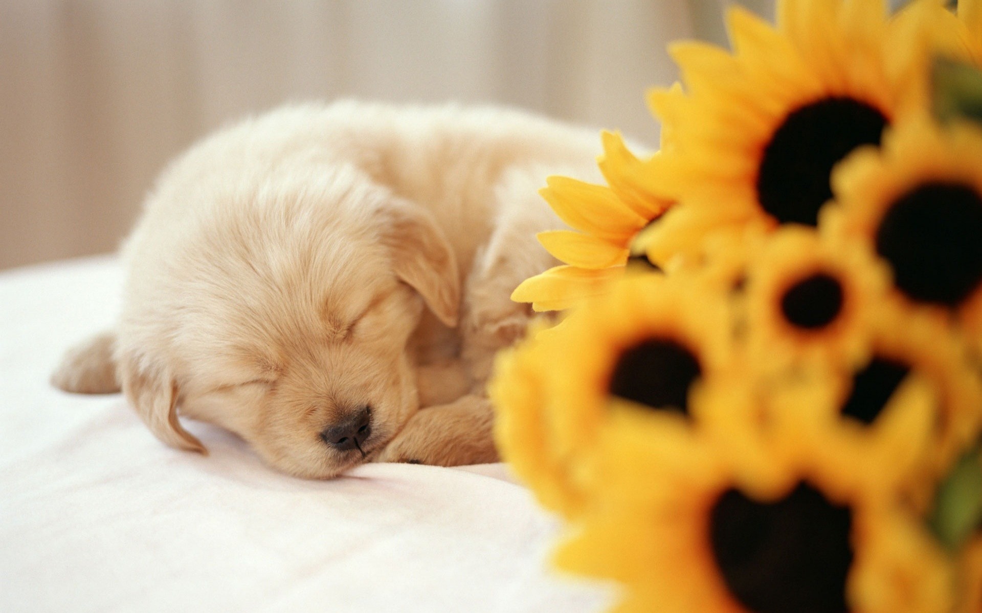 Wallpapers puppy sleeping muzzle on the desktop