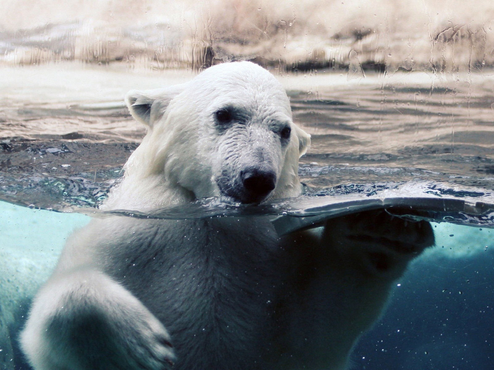 北极熊在玻璃后面的水中洗澡