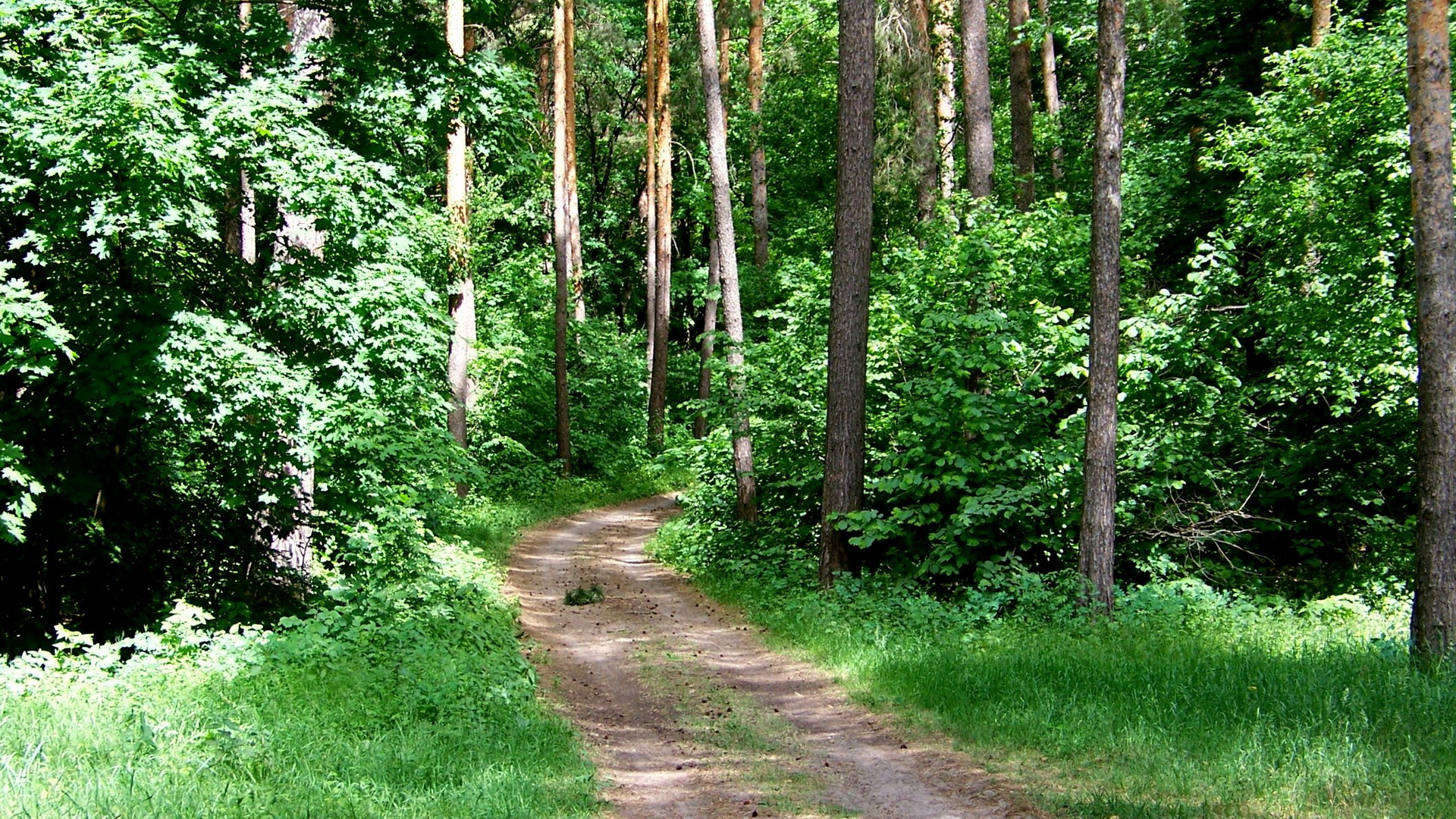 Free photo Dirt road going into the forest