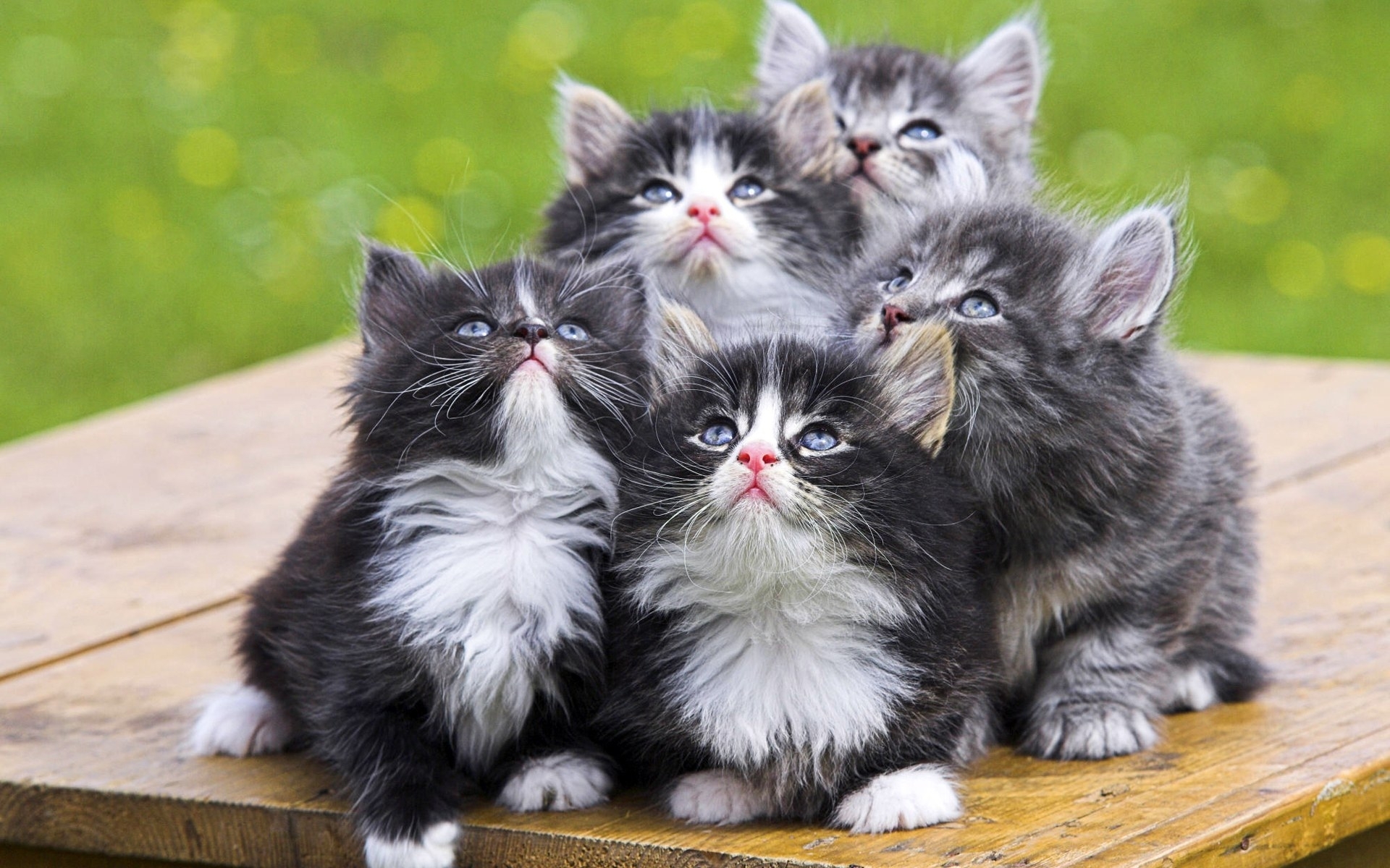 Wallpapers kittens furry muzzles on the desktop