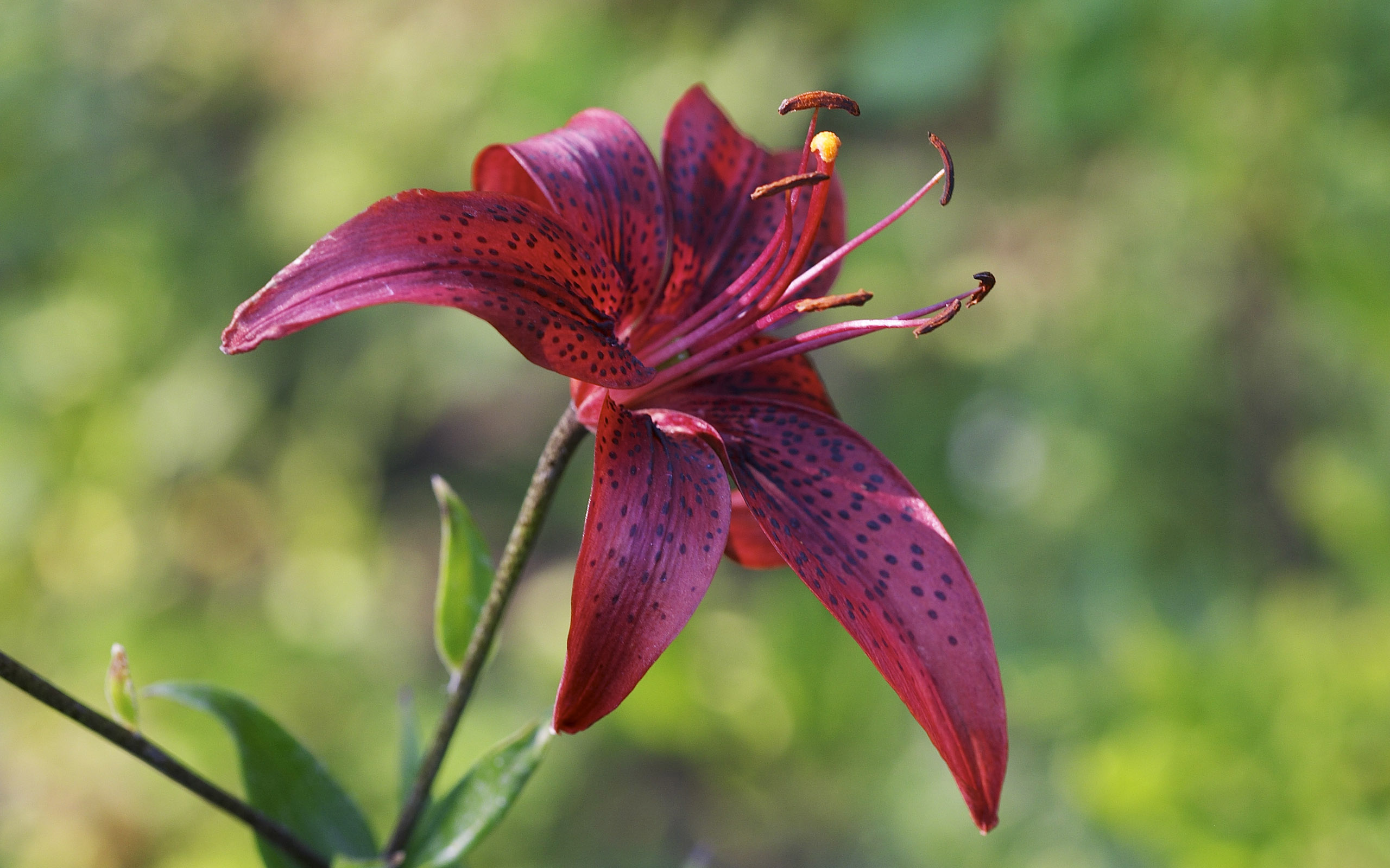 Wallpapers lily flowers leaves on the desktop