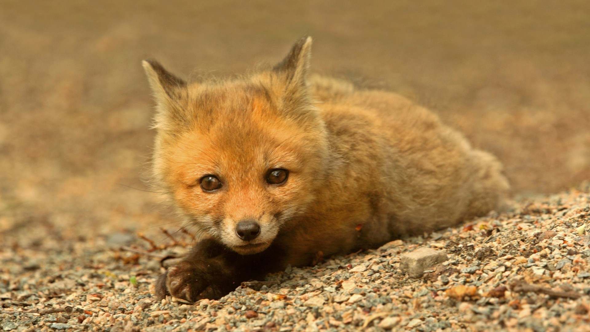 Wallpapers paws eyes animals on the desktop