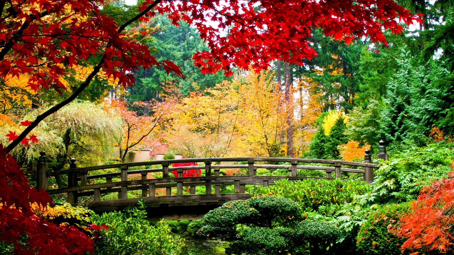 免费照片秋日森林中的木桥