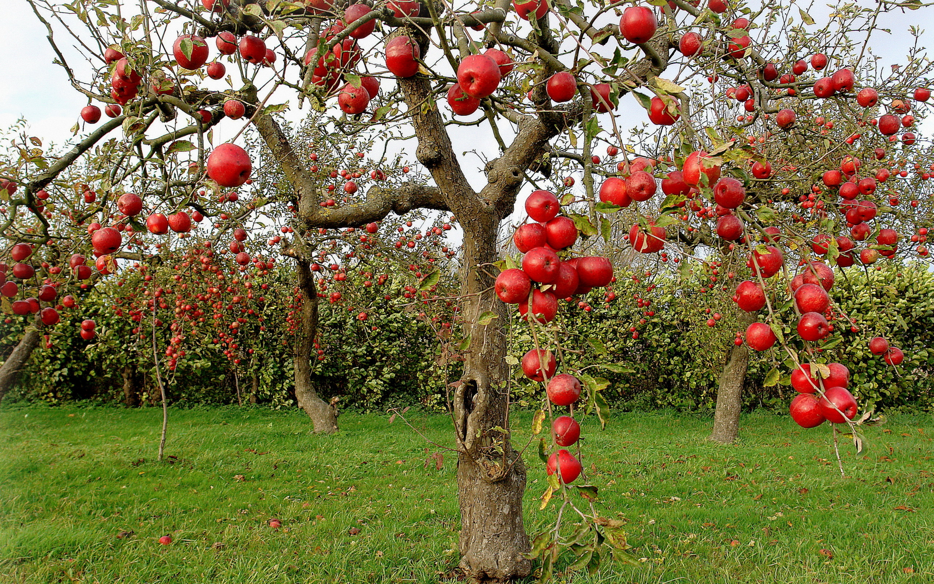 Wallpapers apples trees garden on the desktop