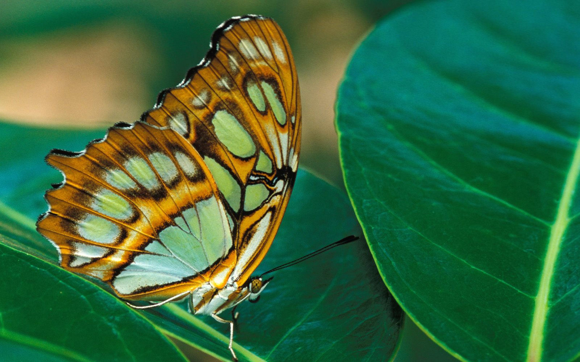 Wallpapers leaves green butterfly on the desktop