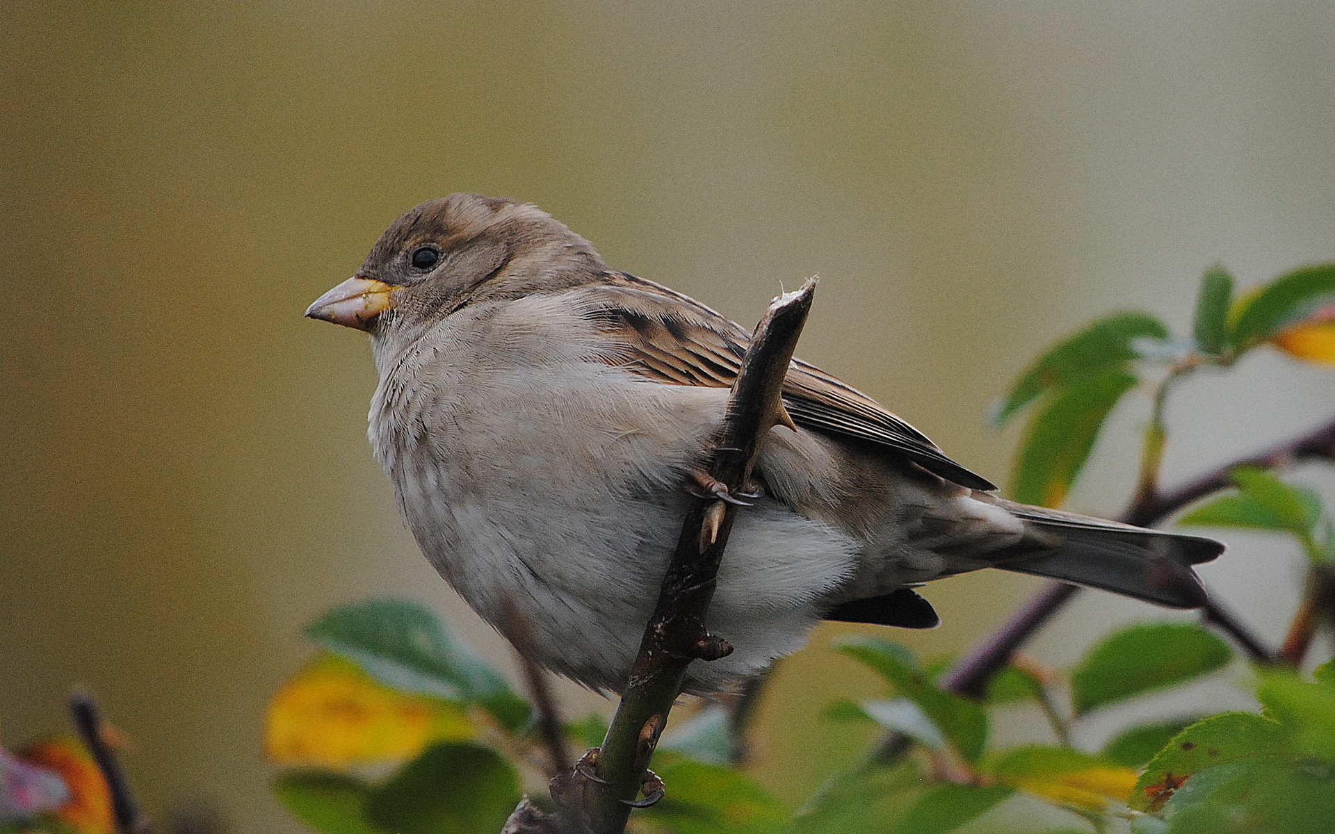 Wallpapers bird beak eyes on the desktop