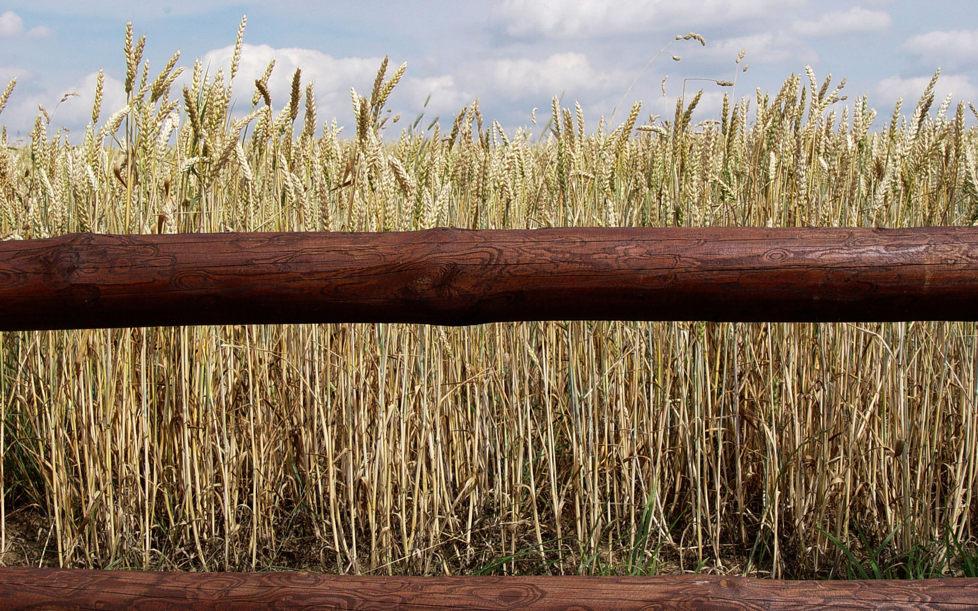 Free photo Grain field behind the fence