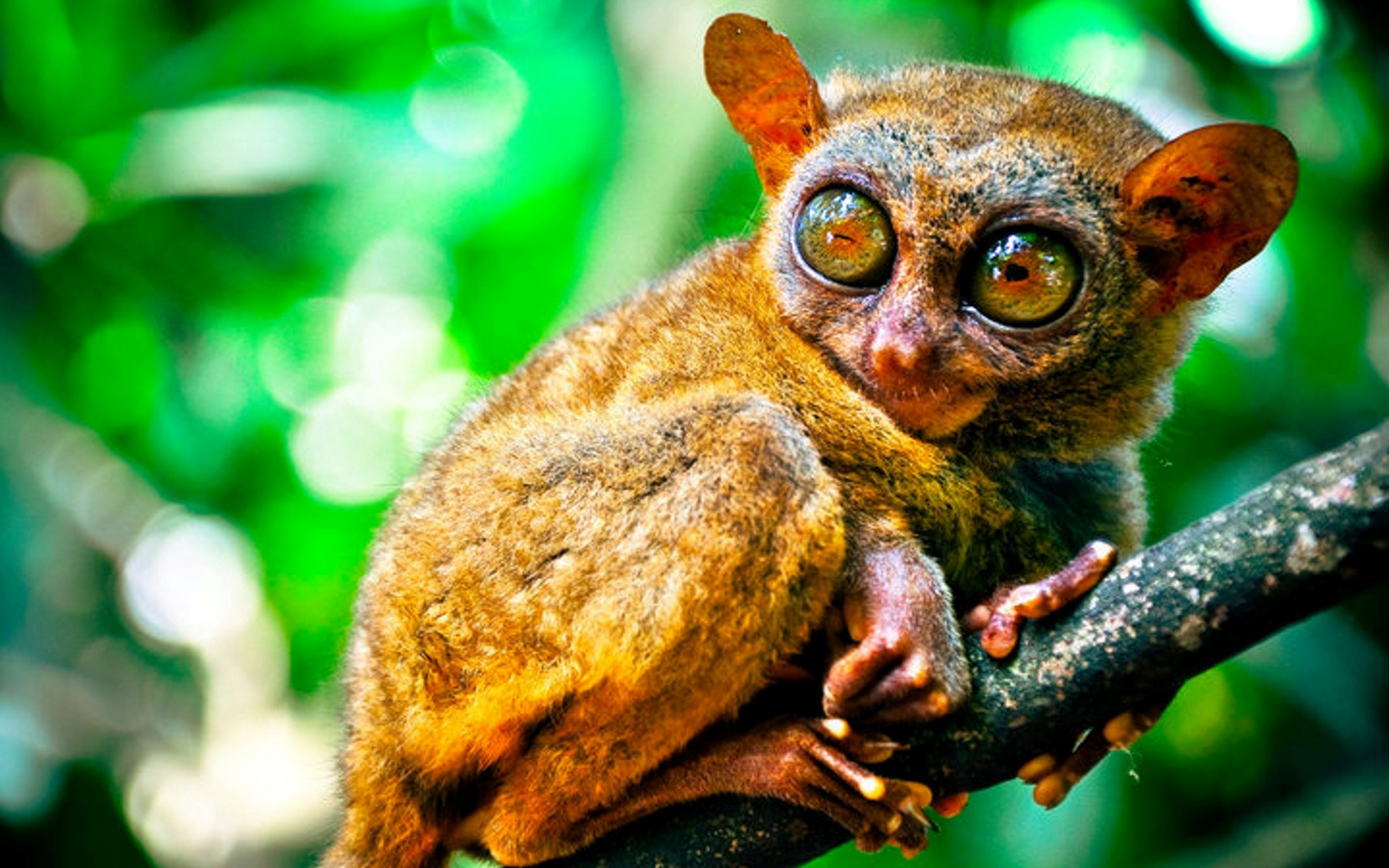 Обои animals tarsier лапы на рабочий стол