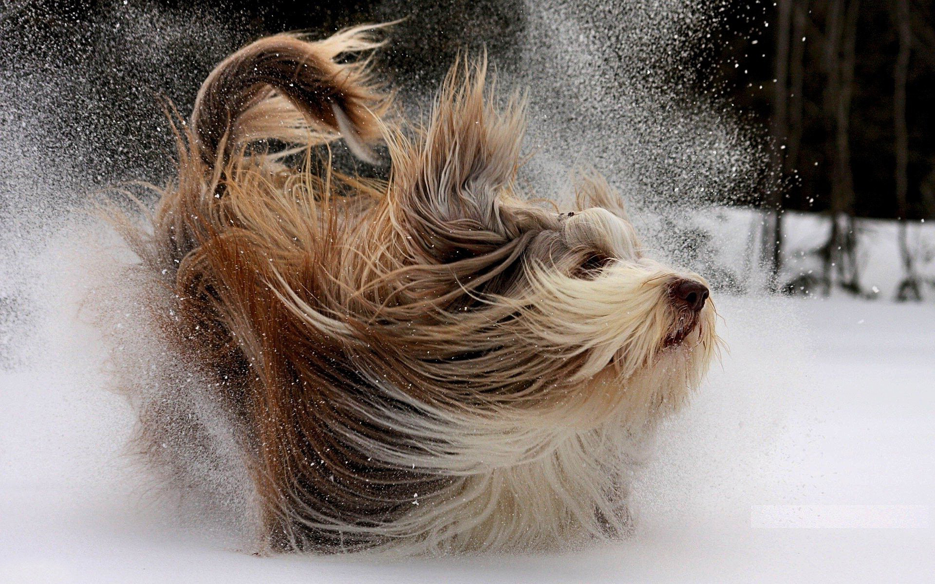 长毛狗在雪地里奔跑