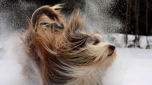 Бесплатное фото Собака с длинными волосами бежит по снегу