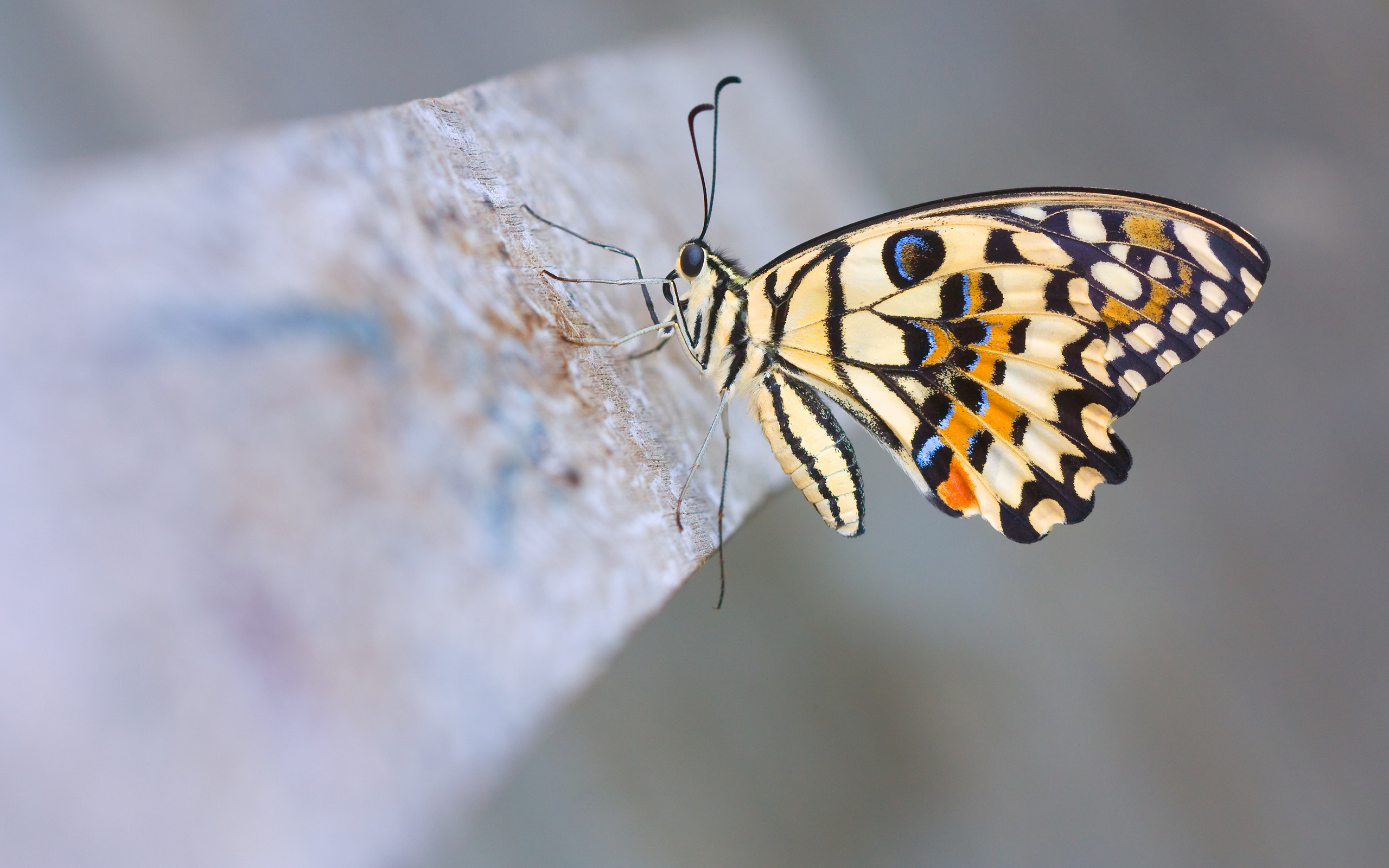 Wallpapers insects butterfly antennae on the desktop