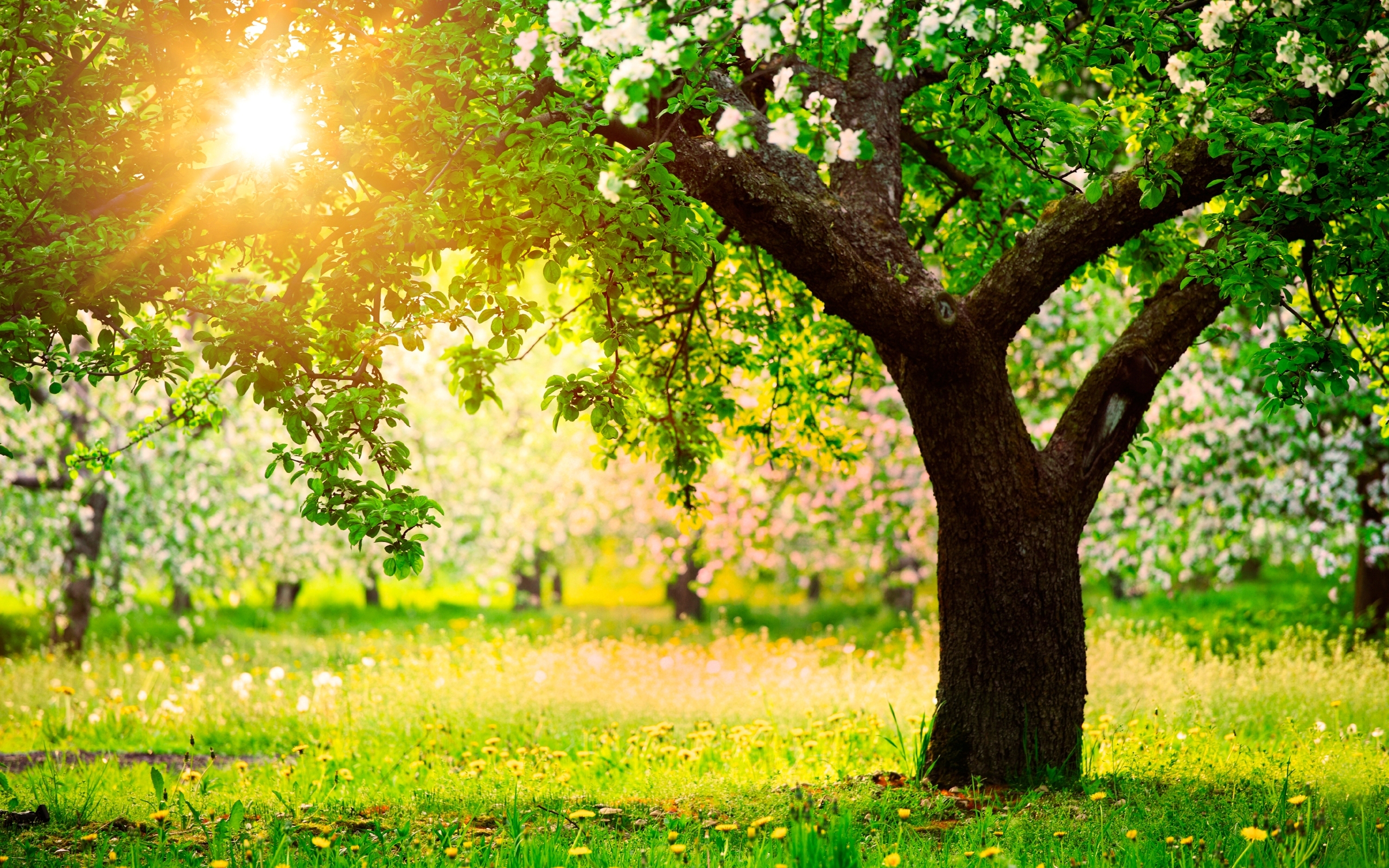 Wallpapers trees apple blossom on the desktop