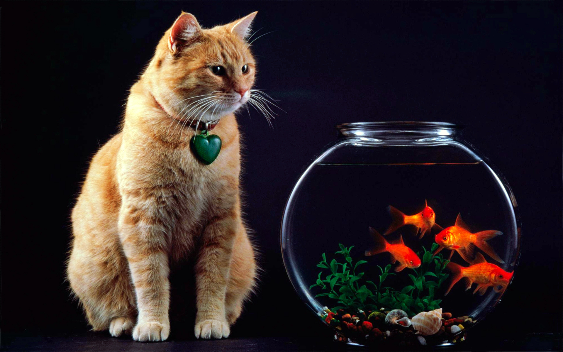 Wallpapers cat aquarium fish on the desktop